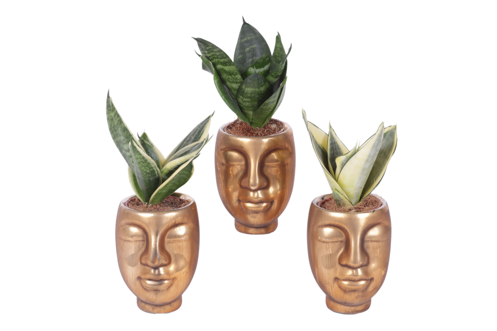 Sansevieria trif. Mix pot ø06cm Ceramic Face Pot Gold Ø09cm, D 9 cm