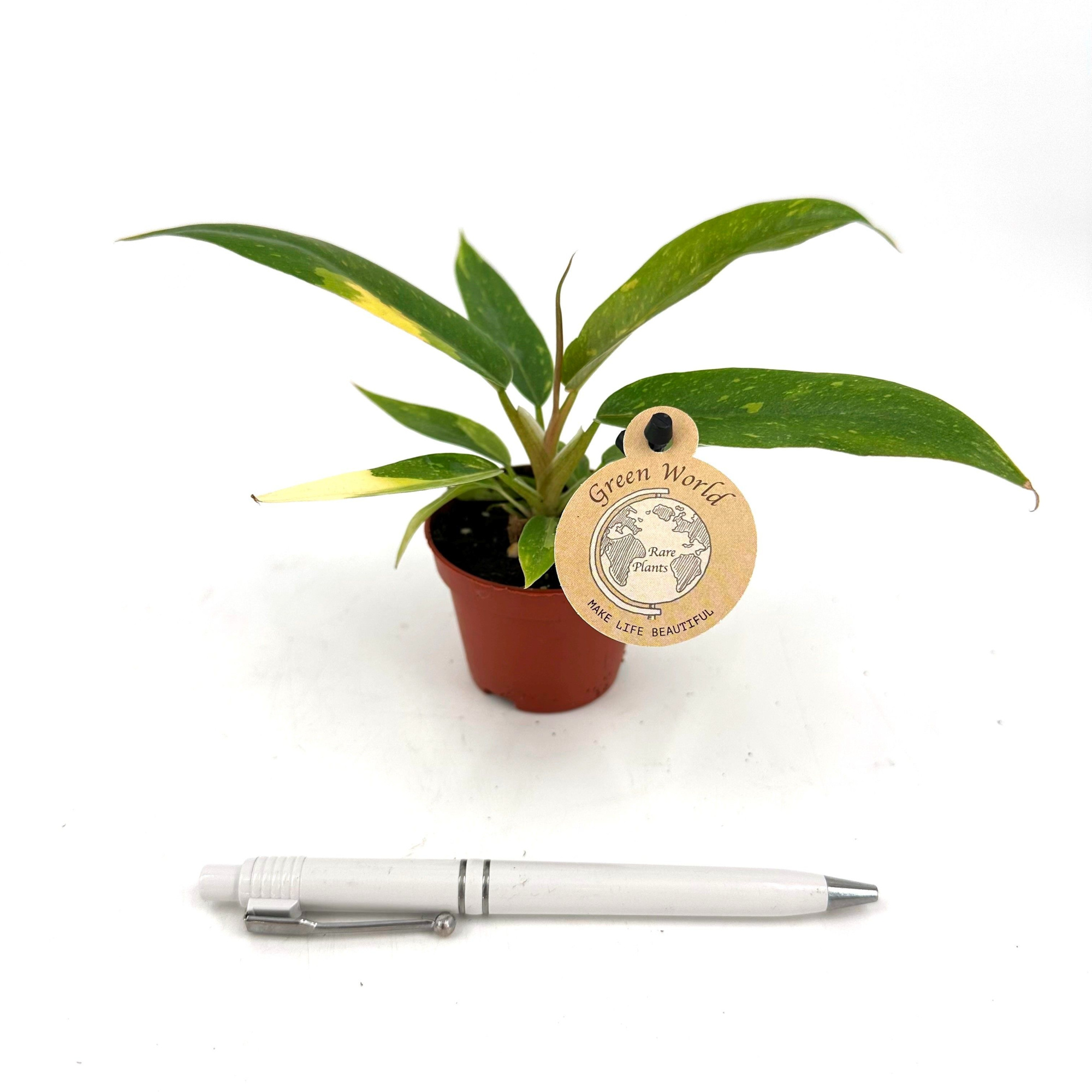 Mini Philodendron "Ring of Fire", D 6 cm