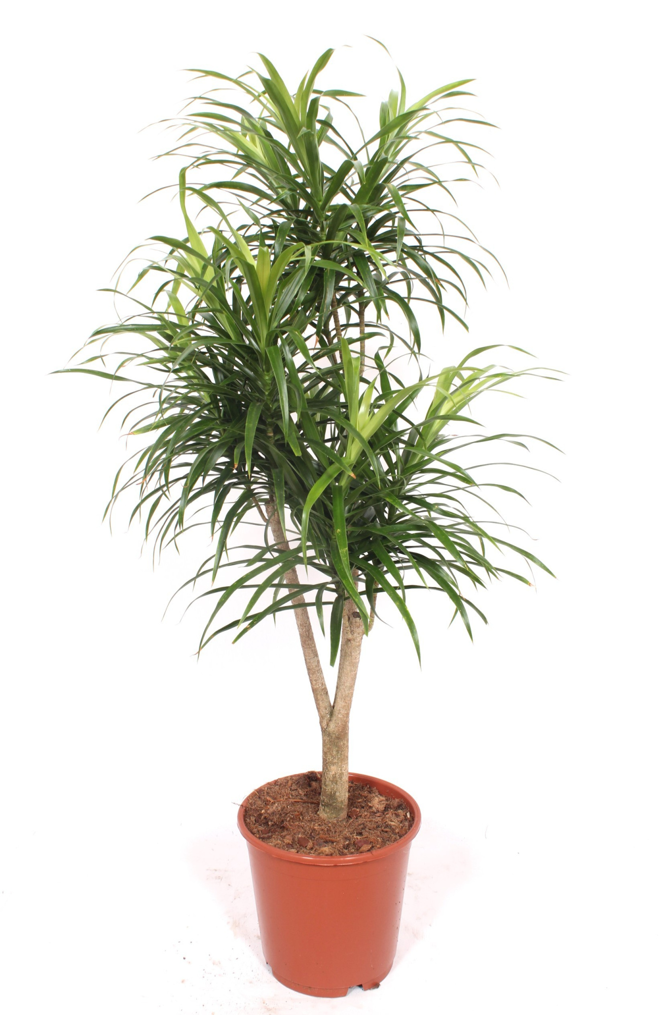 Dracaena Anita, D 24 cm