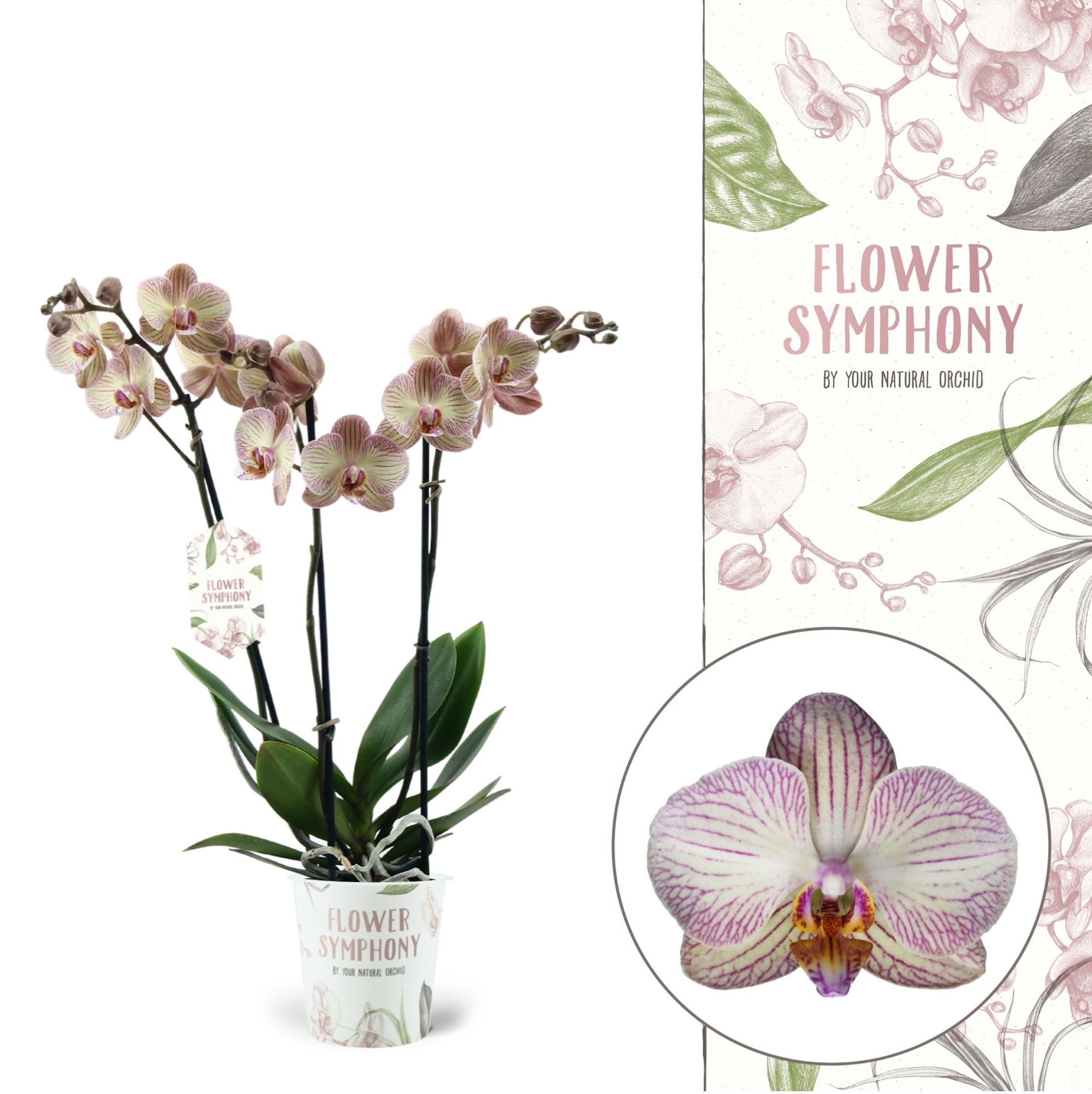 Flower Symphony | Varese | Phalaenopsis 3 spike, D 12 cm