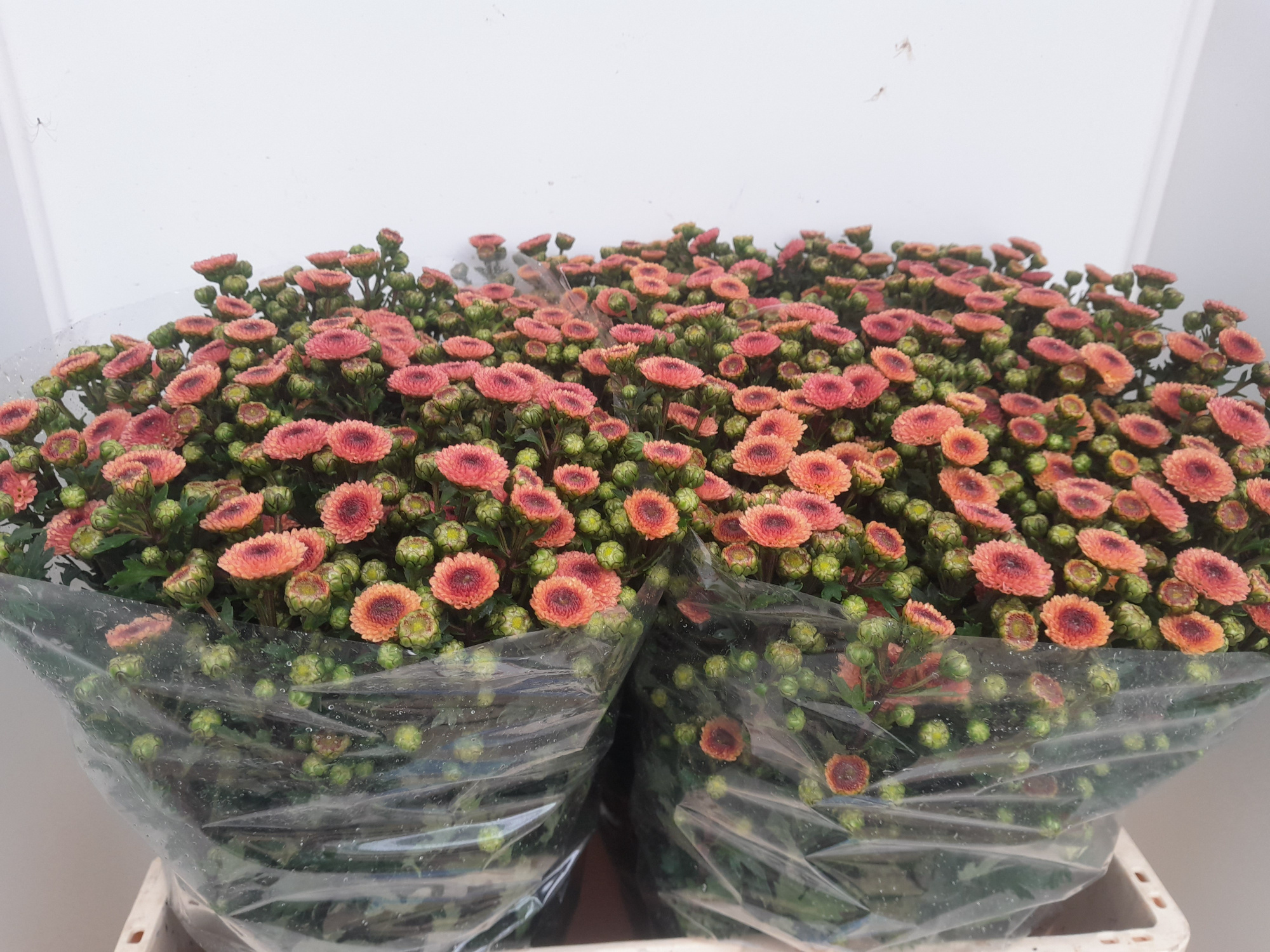 Сантини Калимеро Априкот, шт.