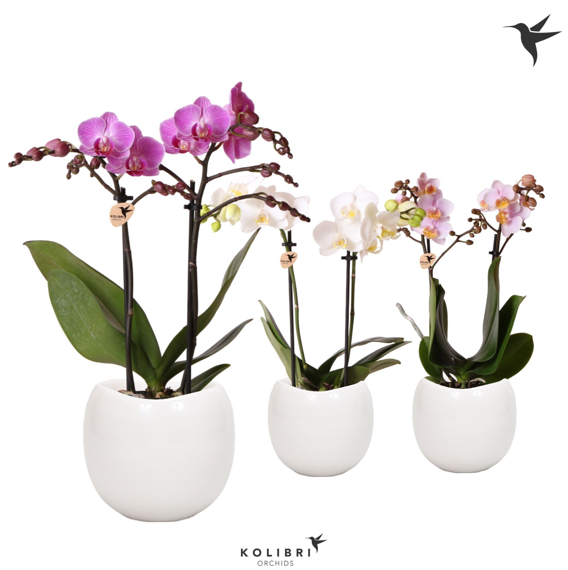Kolibri Orchids Phalaenopsis mix 2 spike in Bowl pot, D 9