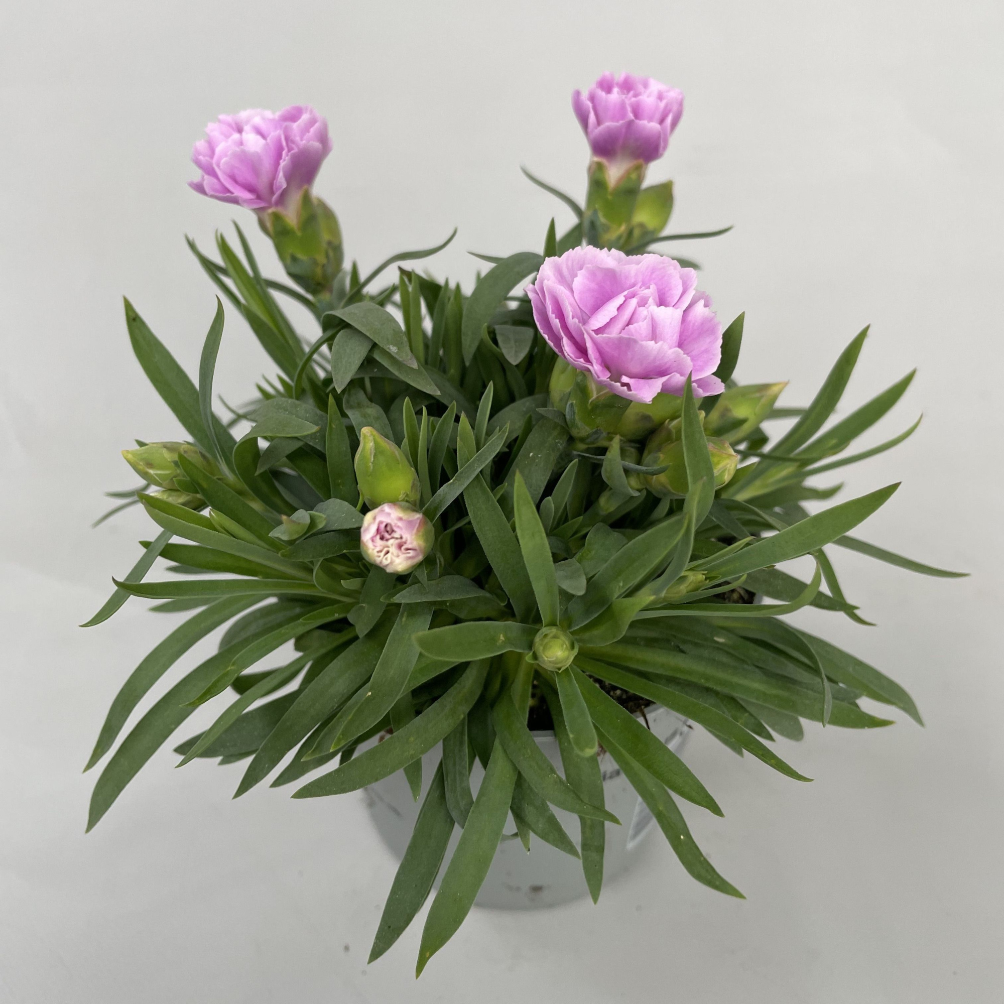 Dianthus Grace p9, D 9