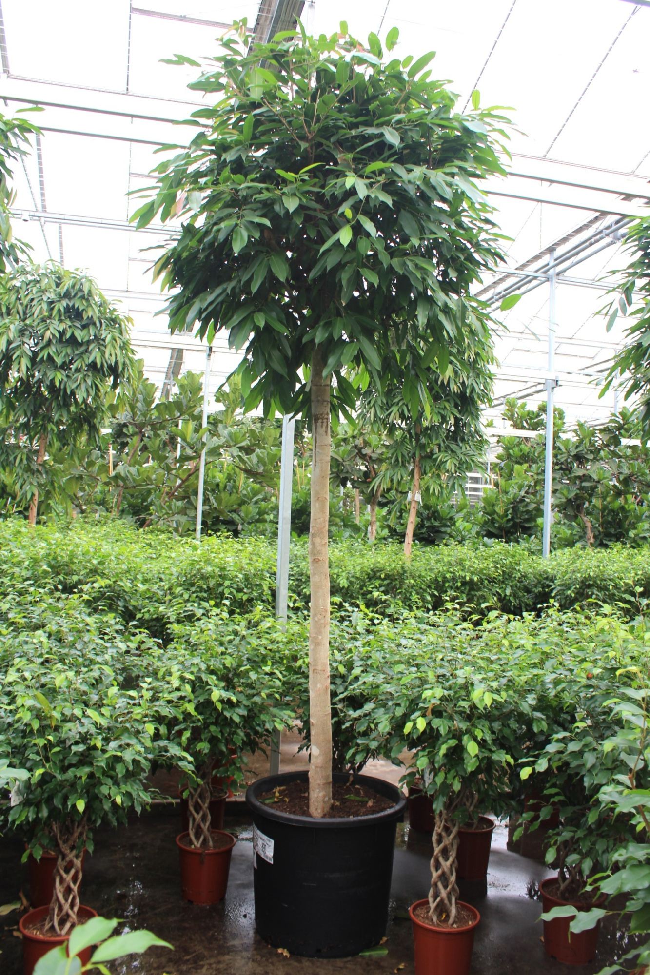 Ficus Amstel King, D 70 cm