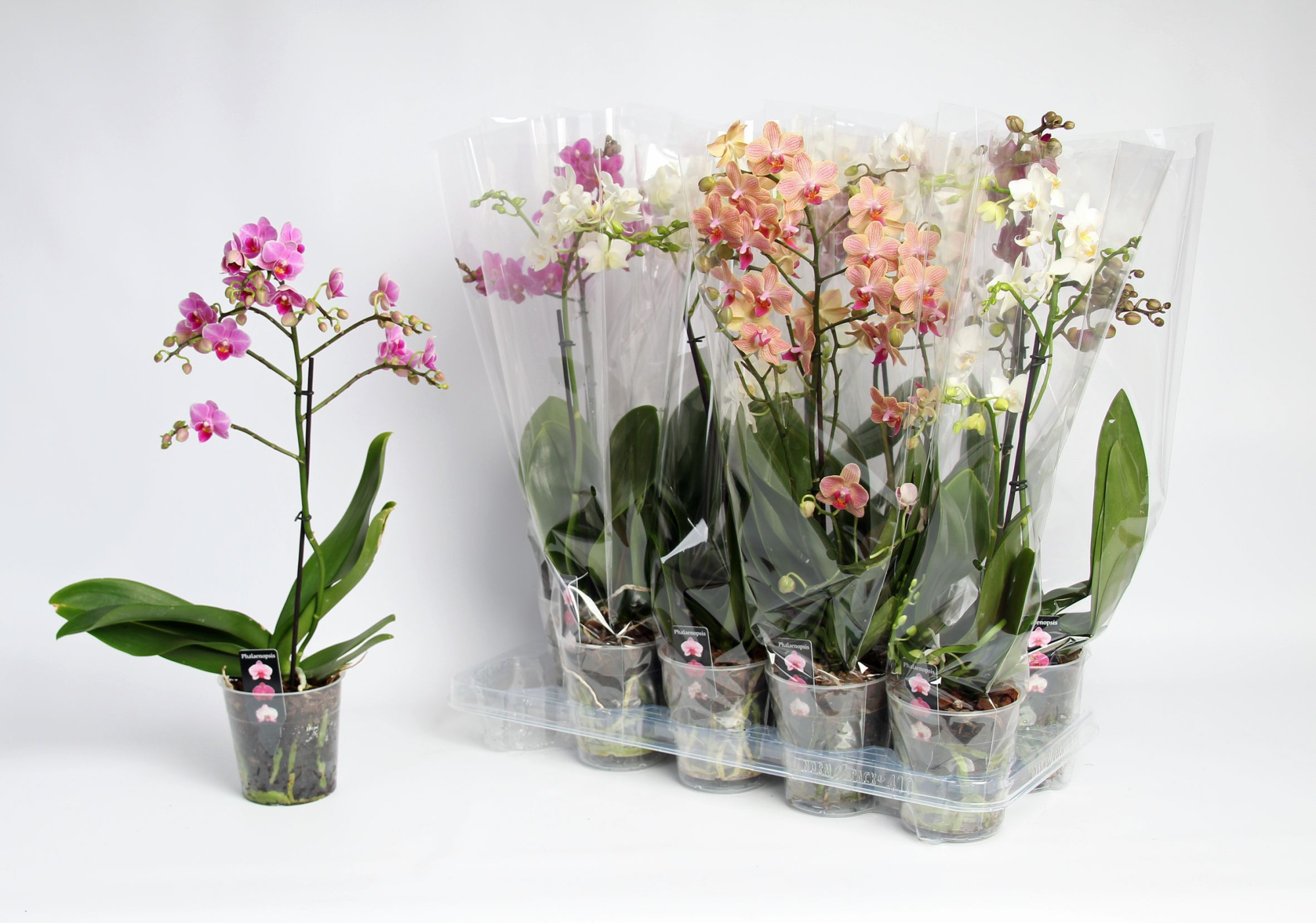 Multiflora 1tk A2, D 12 cm