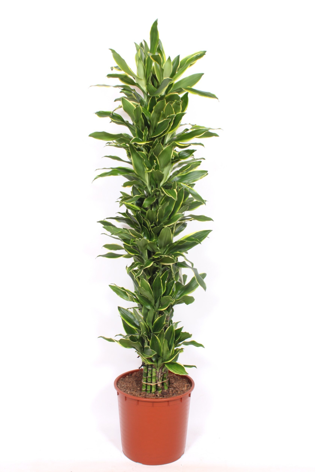 Dracaena Golden Coast, D 34