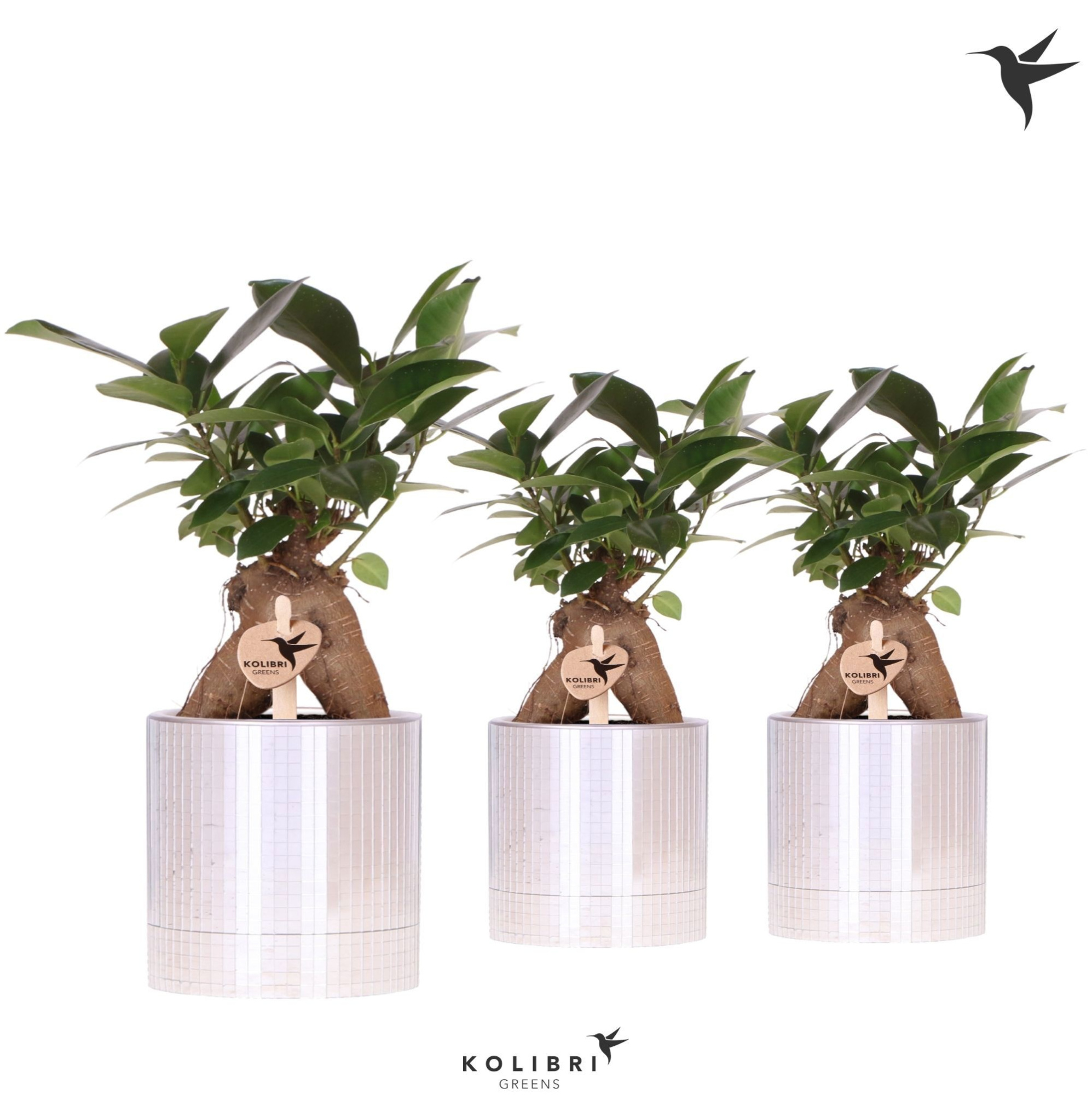 Kolibri Greens Ficus Ginseng Retusa in Disco pot, D 9 cm