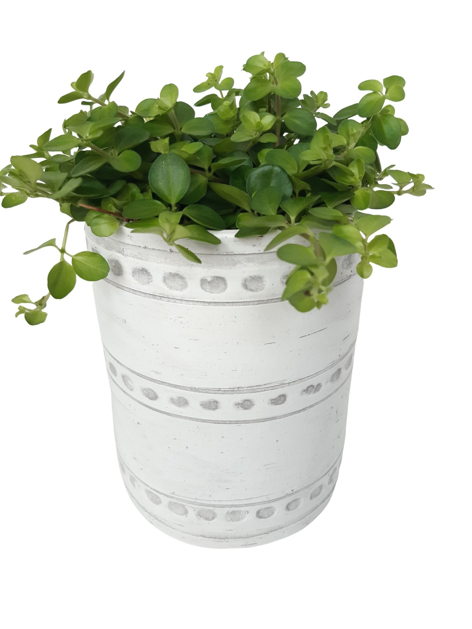 PCV16ROT Cilindervaas White 16cm Peperomia Rotundifolia, D 16