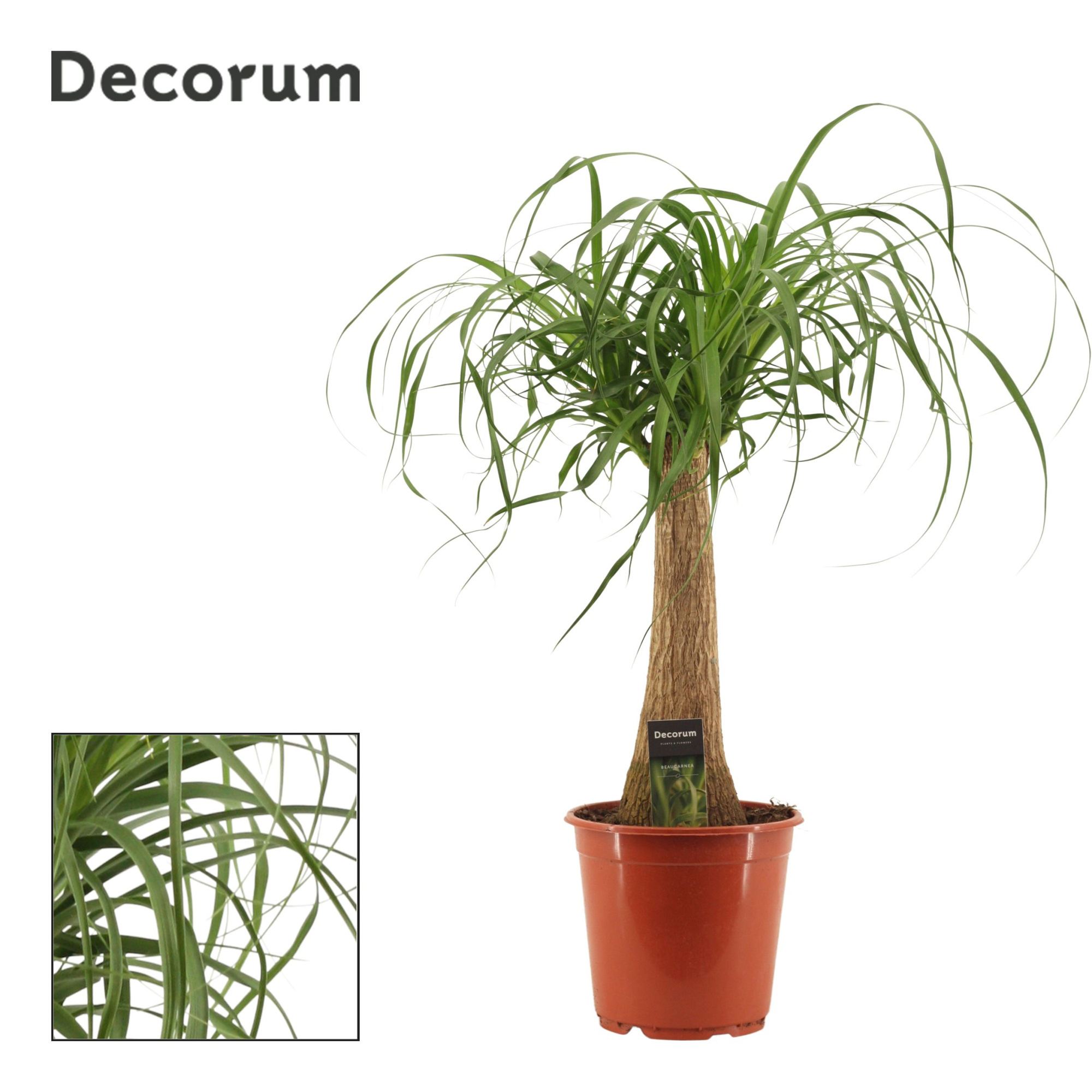 Beaucarnea Recht 21 cm (Decorum), D 21