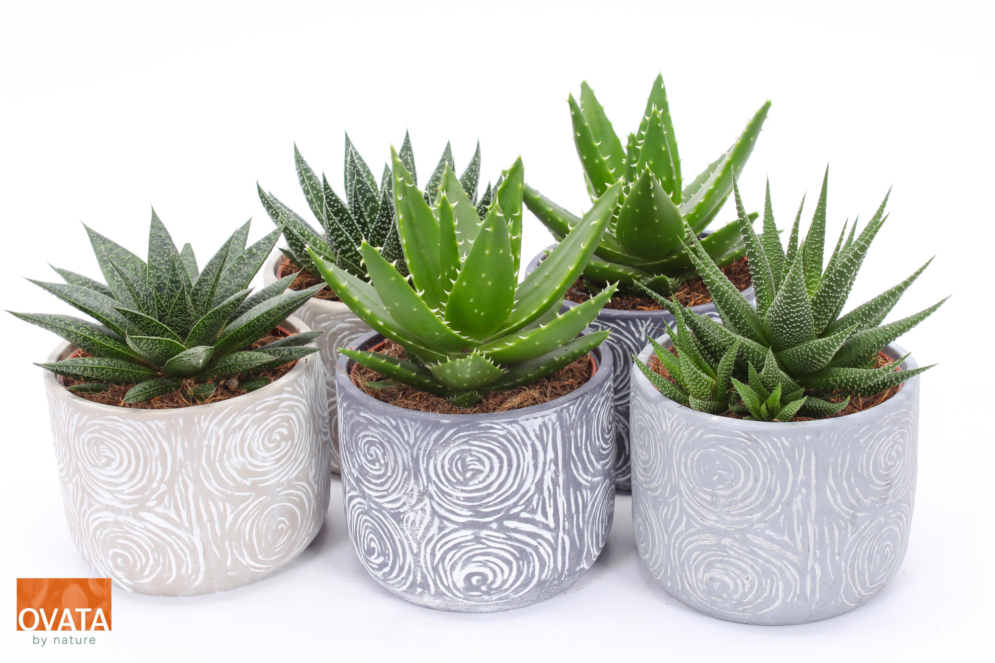 ROCKS mix in Toledo 14, D 14