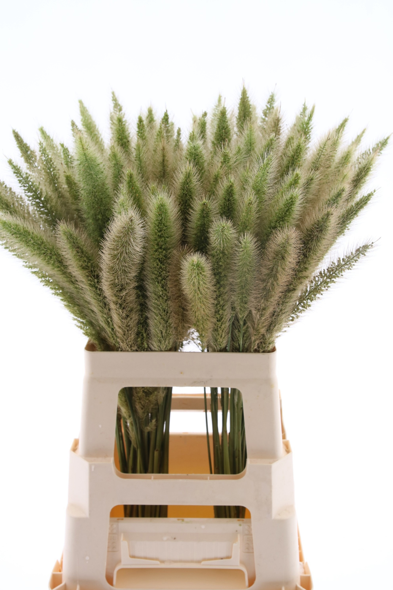 Пенисетум Овериг 65, шт.