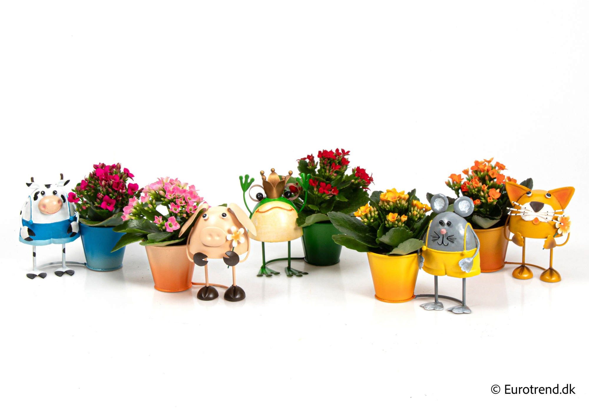 Kalanchoe in metal pots with animals - Spring, Summer & Autumn 2025, D 6 cm