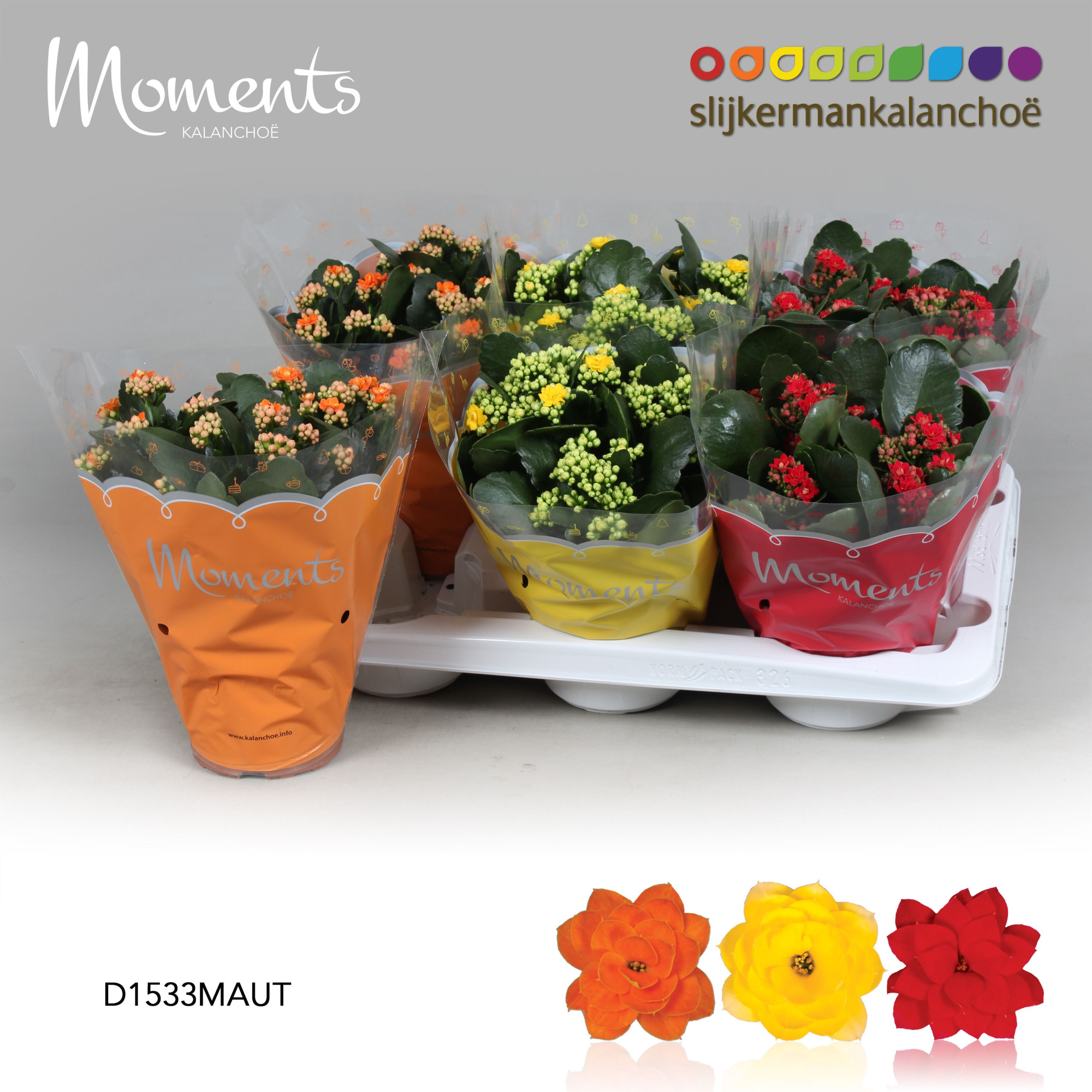 Kalanchoe Moments - Autumn Moments, D 15 cm