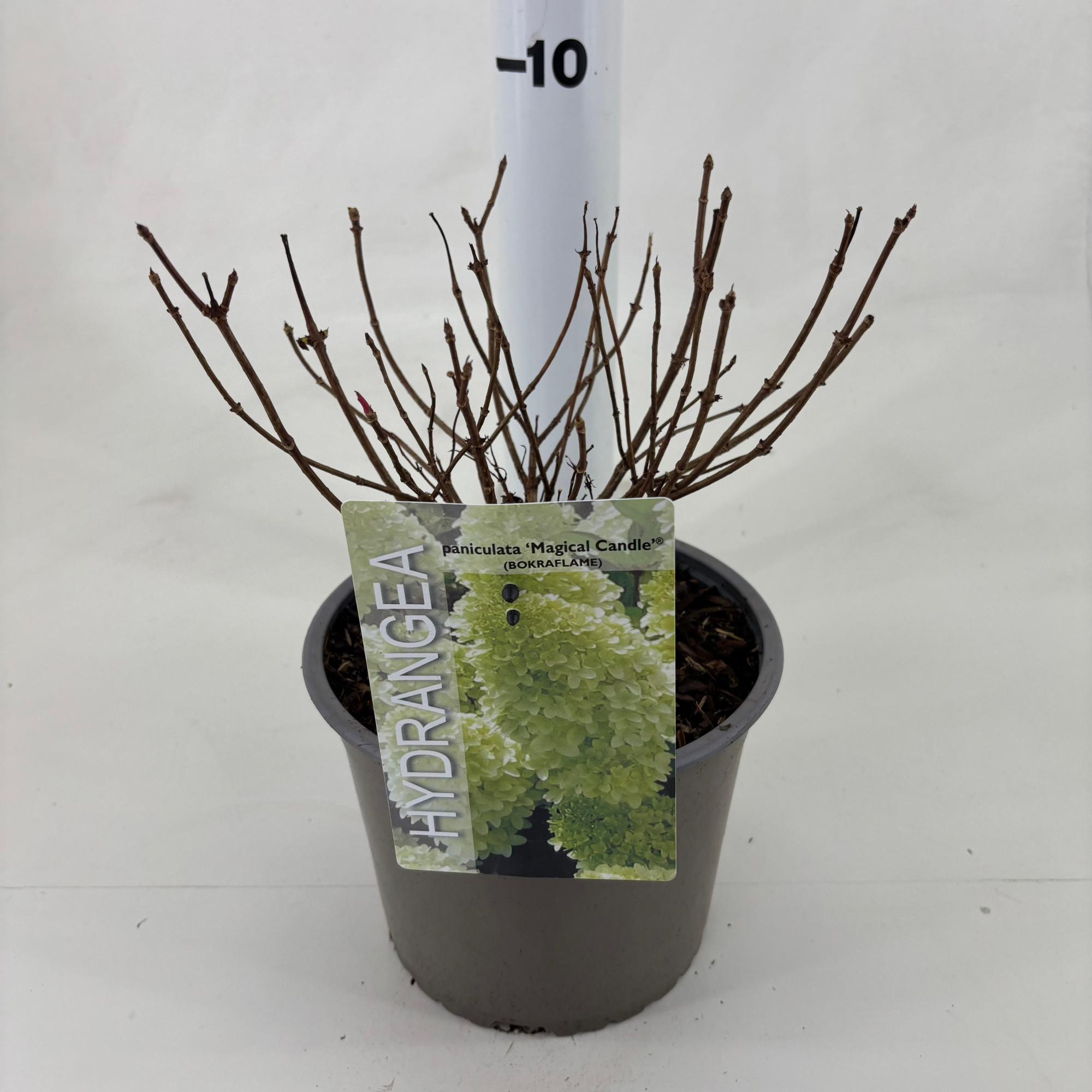 Hydrangea paniculata 'Magical Candle' ® (BOKRAFLAME), D 19