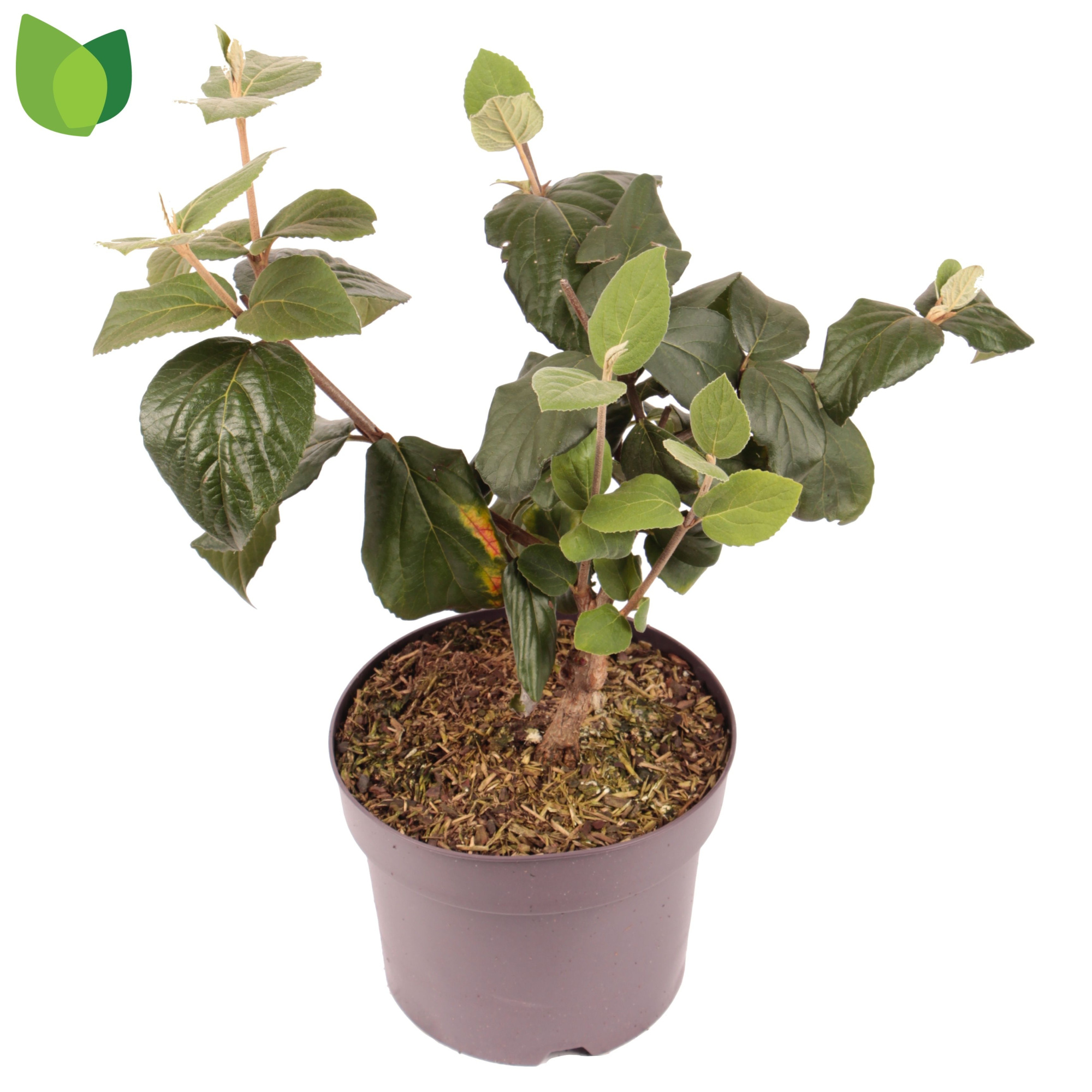 Viburnum carlesii 'Aurora' C3/P19, D 19