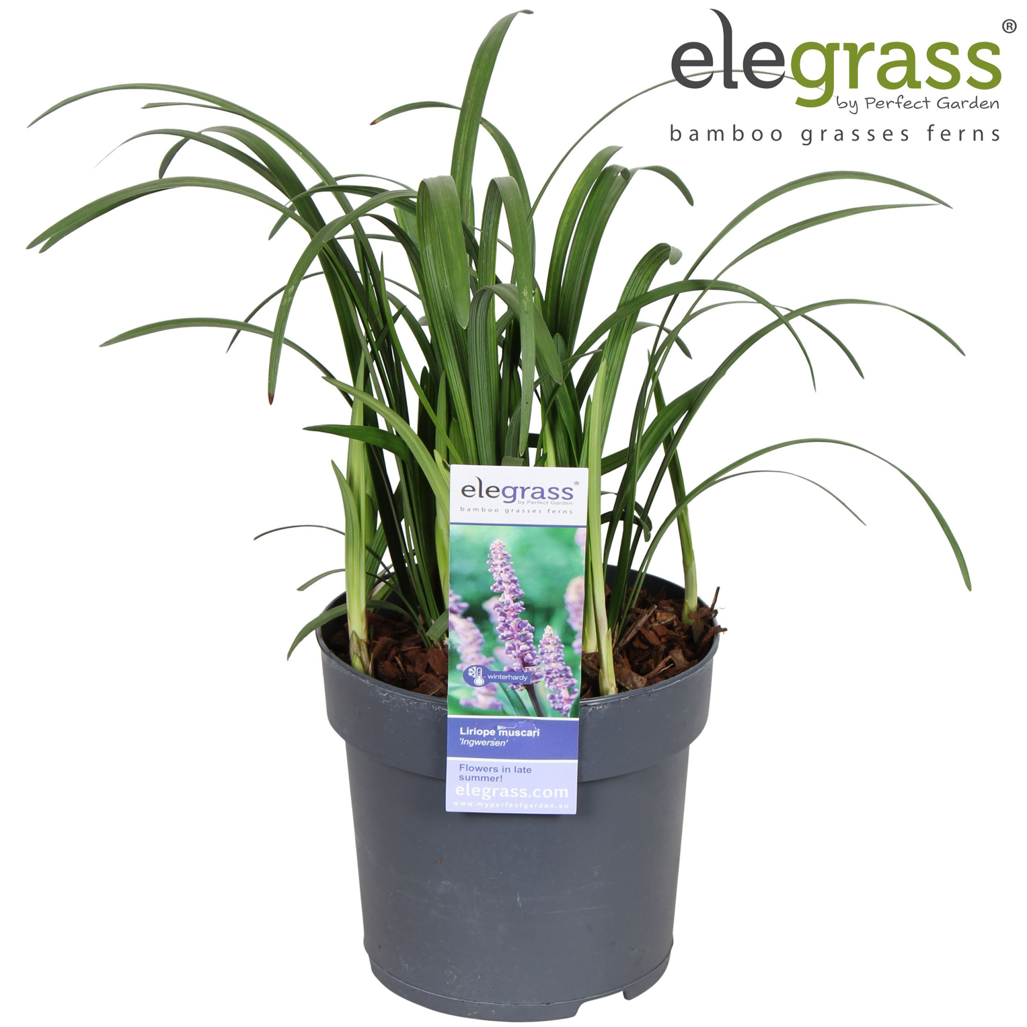 Liriope muscari 'Ingwersen' P14, D 14 cm
