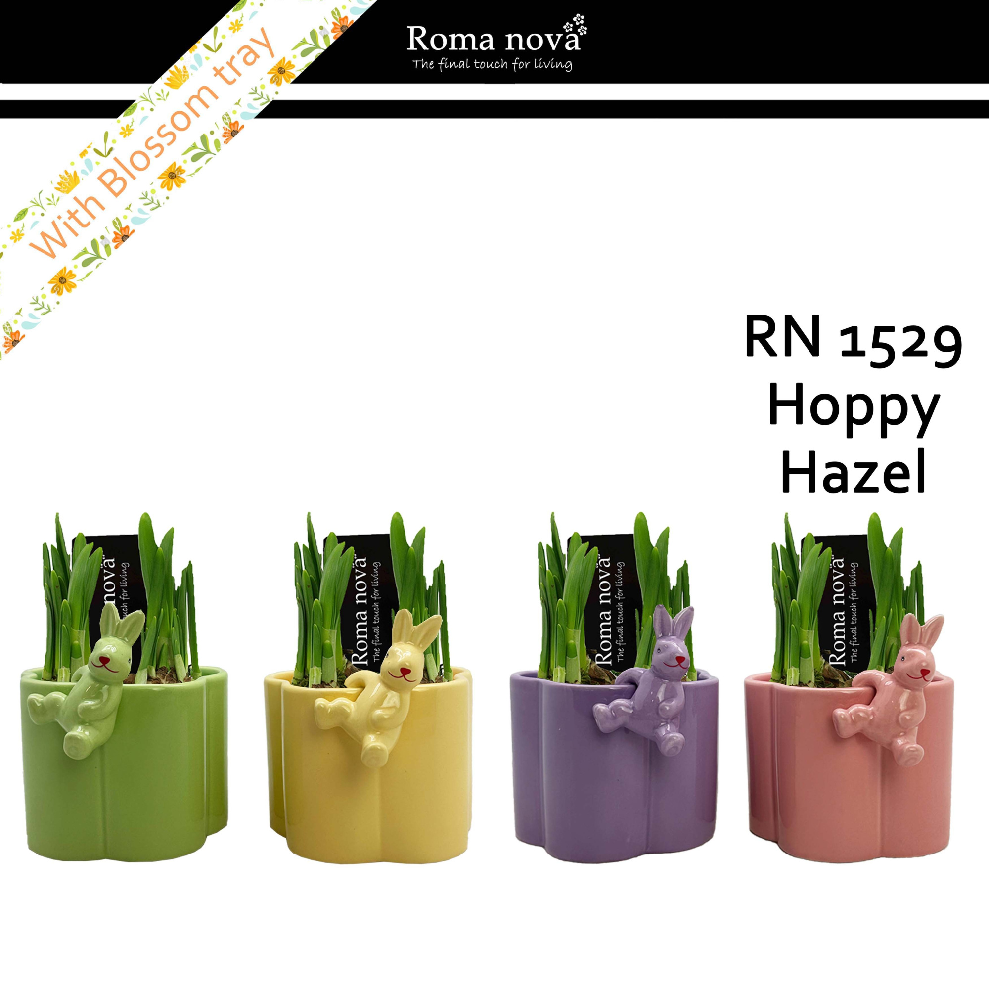 1529 - Hoppy Hazel (Tete a Tete), D 12