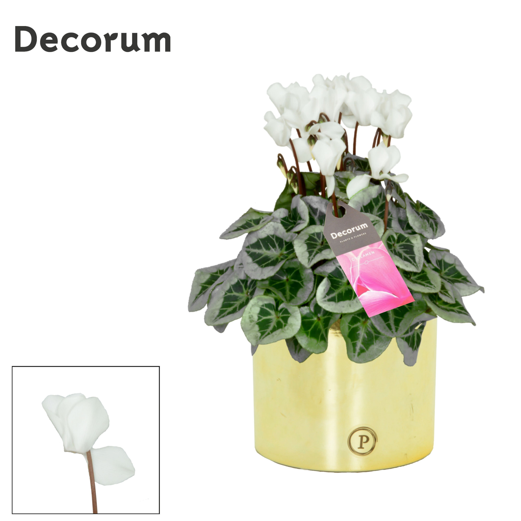 Cyclamen SS Picasso Wit Laryssa shiny gold, D 13 cm