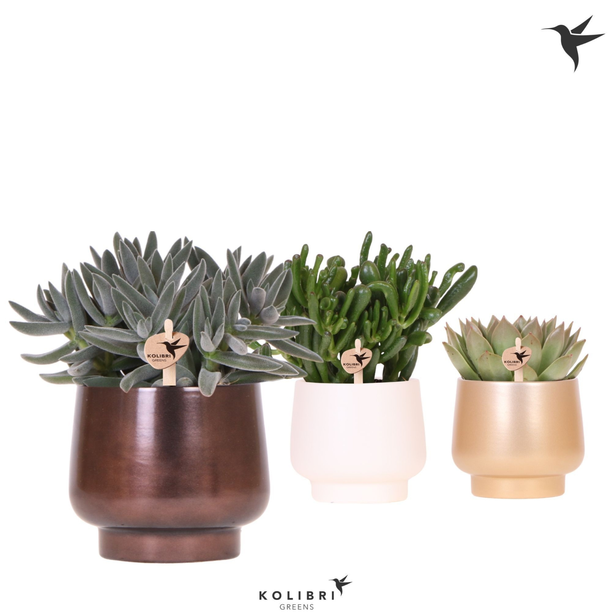 Kolibri Greens Succulenten mix in Scandic pot gold mix, D 12 cm