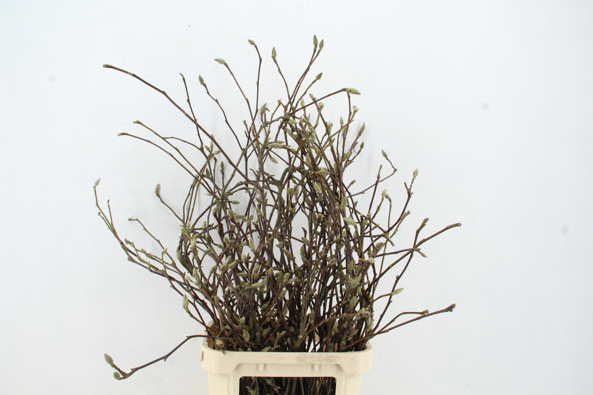 Магнолия Грандифлора 90, шт.