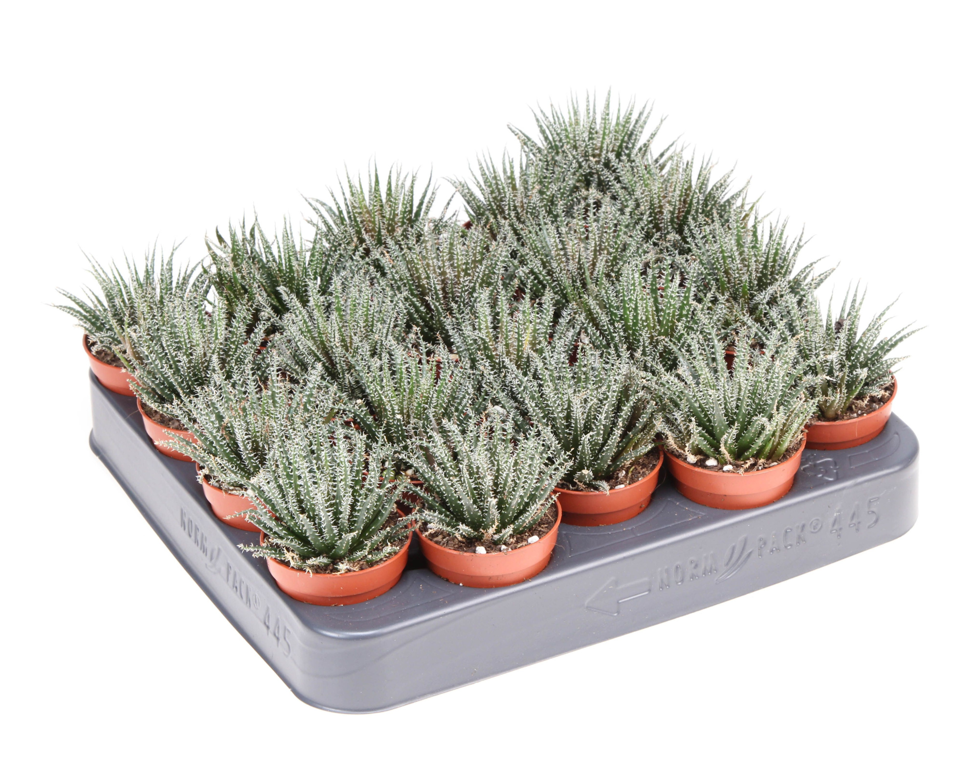 Haworthia snow white, D 5,5 cm