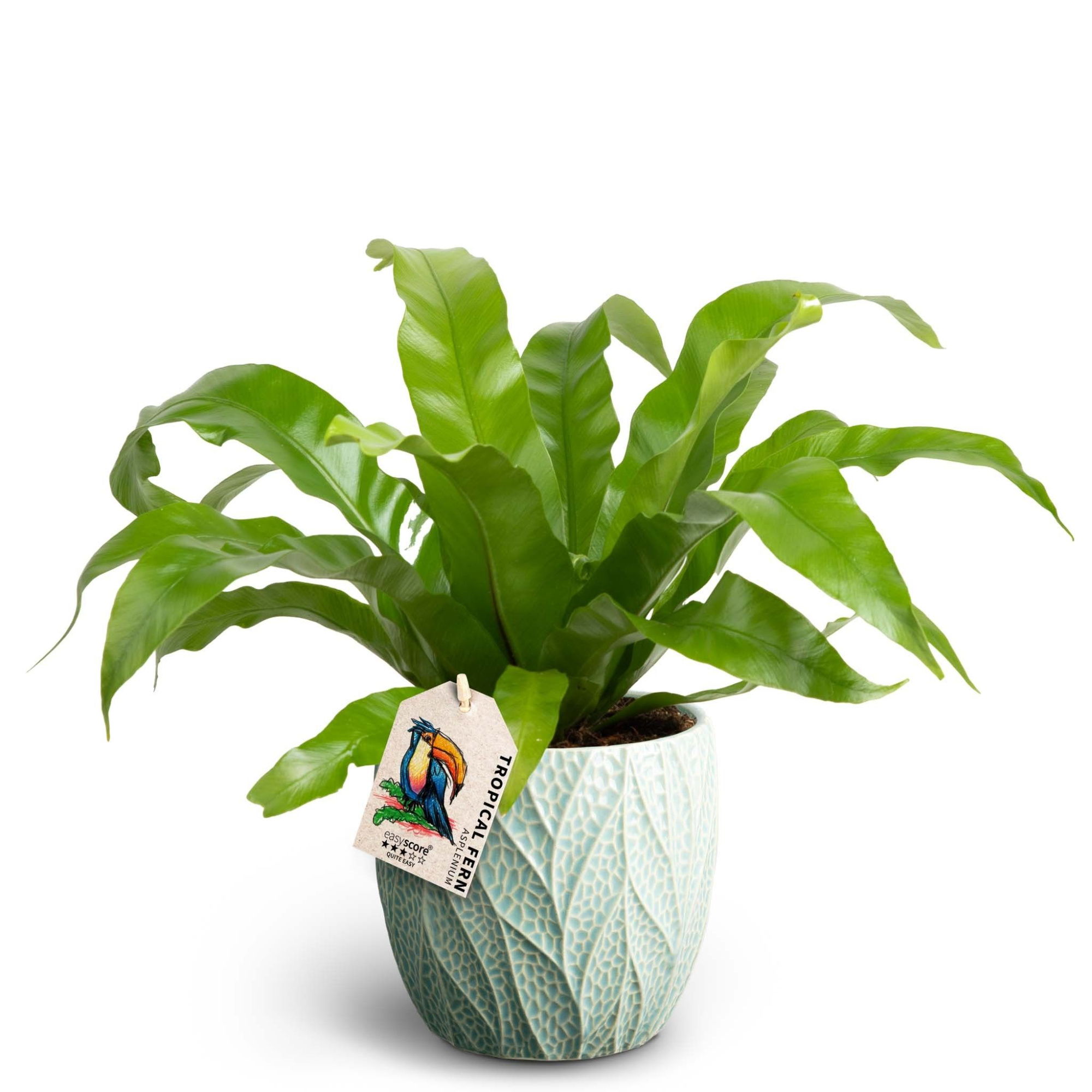 Leaf Ocean, Asplenium antiquum, D 12