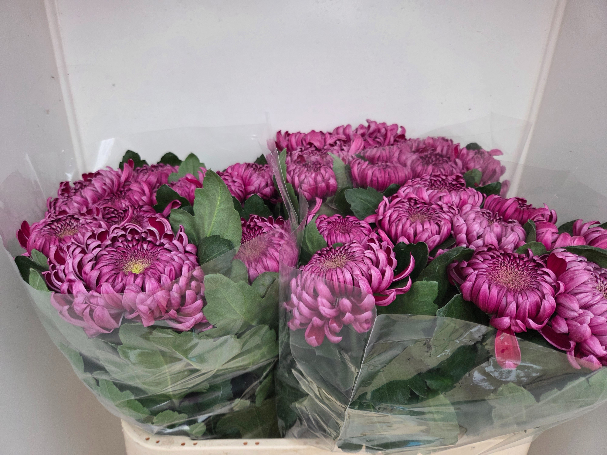 Хризантема од. Гилберт Лех Перпл 75, шт.