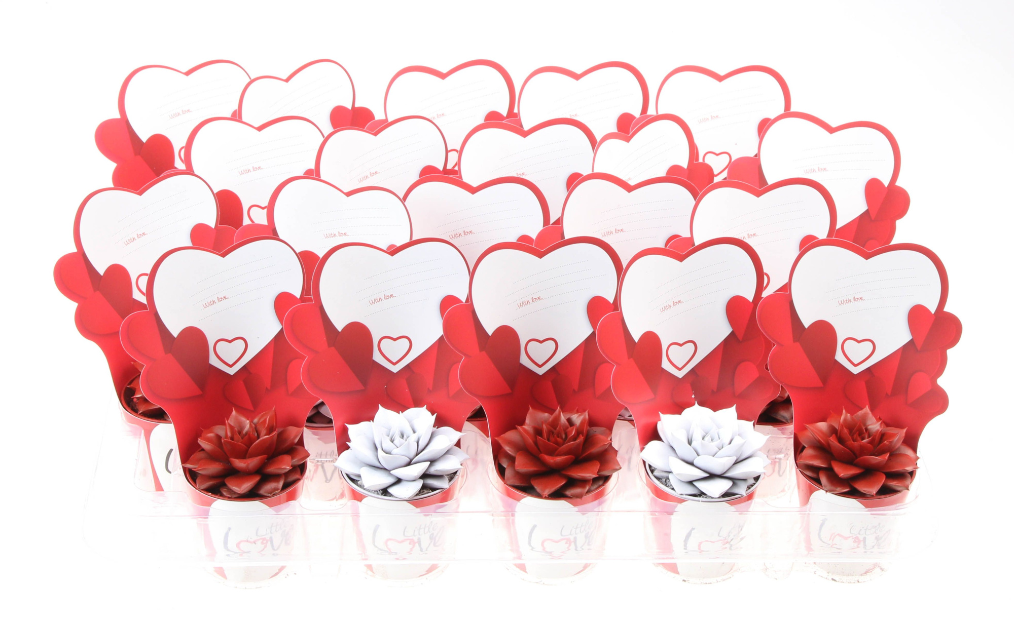 Potcover little love succulent mix rainbow, D 5,5 cm