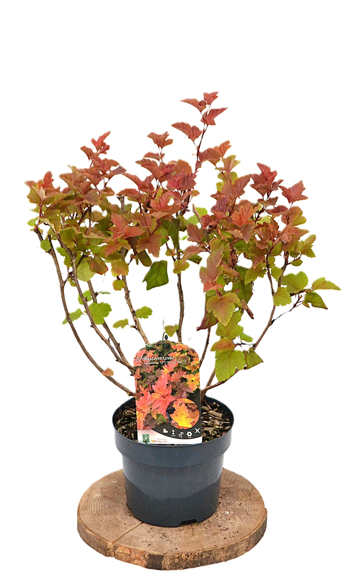 Physocarpus opulifolius Magic Ball C3, D 19