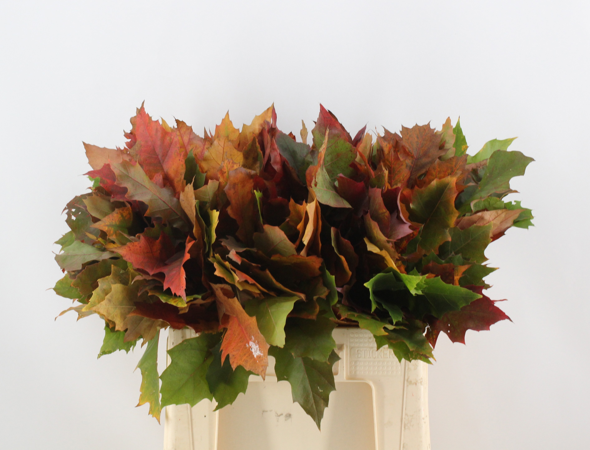 Кверкус Рубра 60, шт.