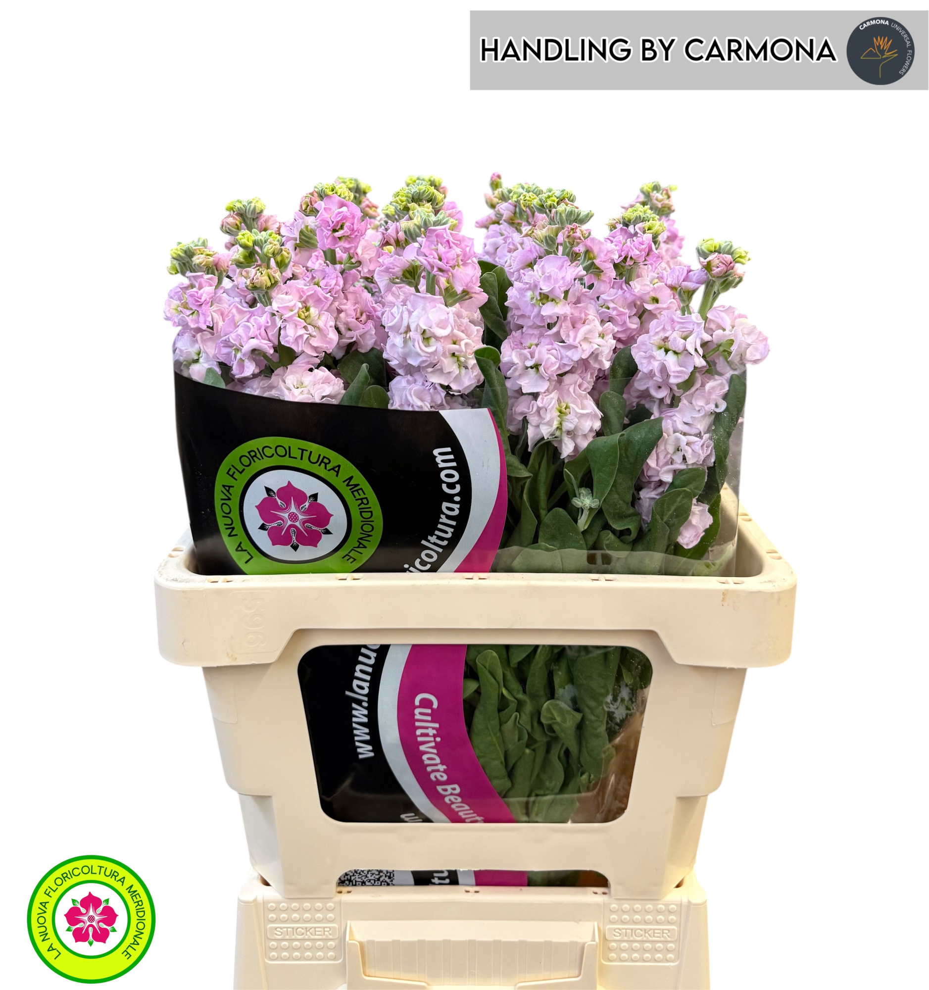 Маттиола од. Айрон Черри Блоссом 60, шт.