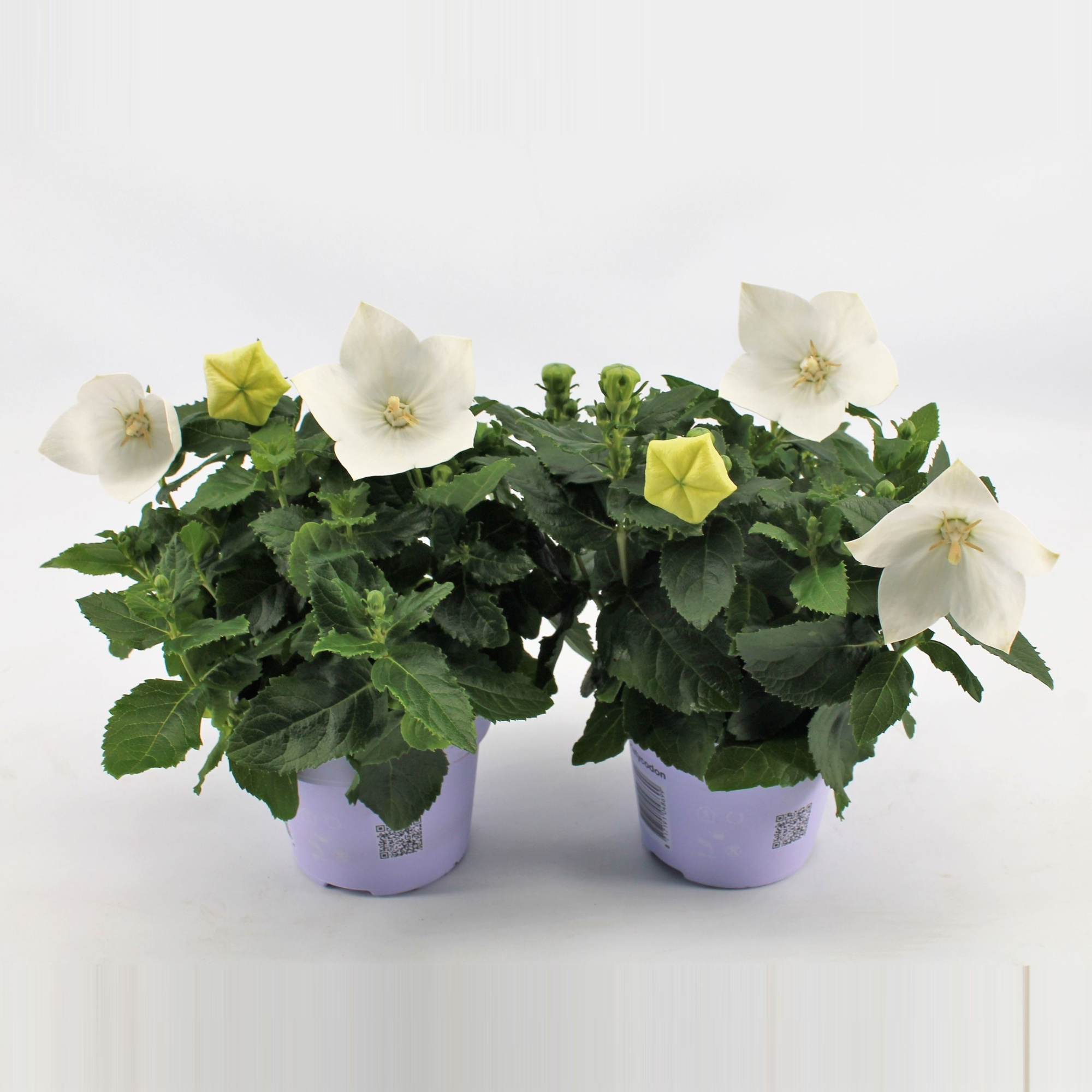 Platycodon White, D 12