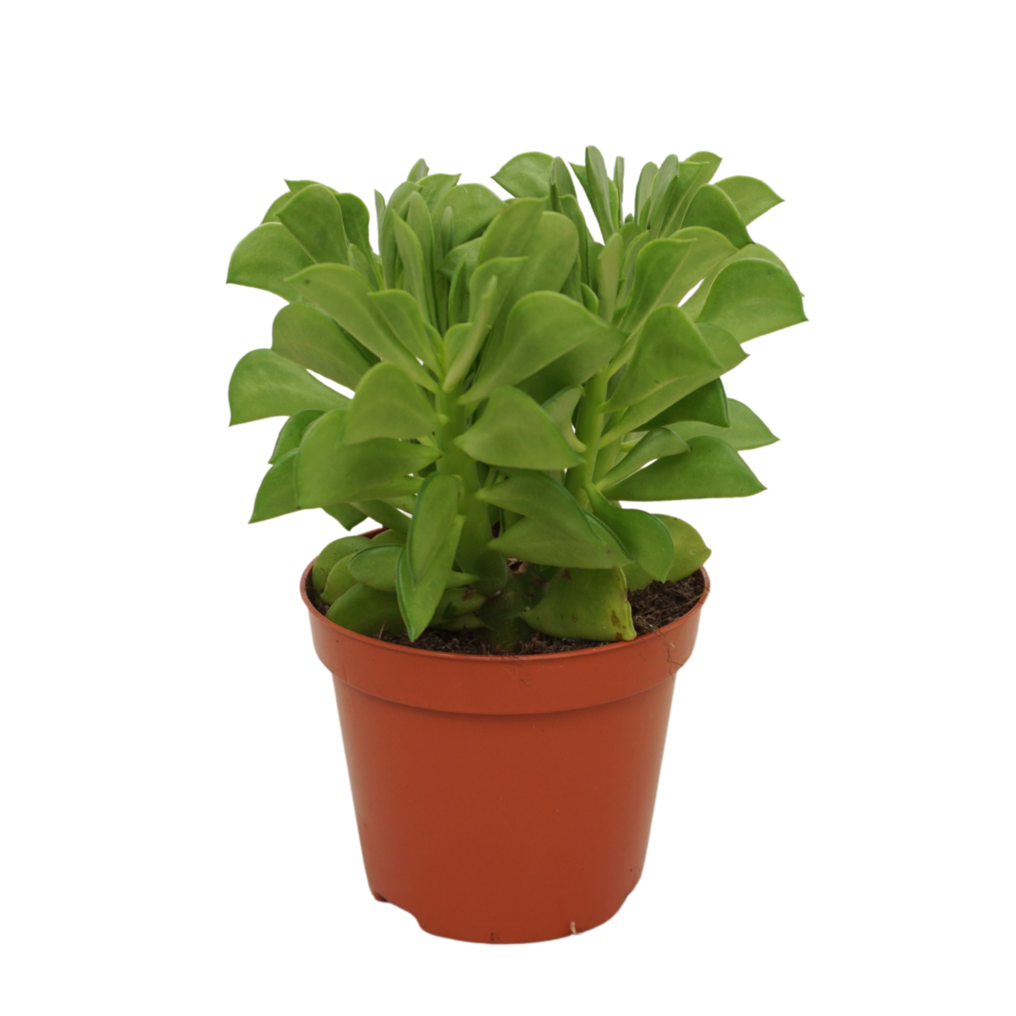 Peperomia dolabriformis 8,5 cm, D 8,5 cm