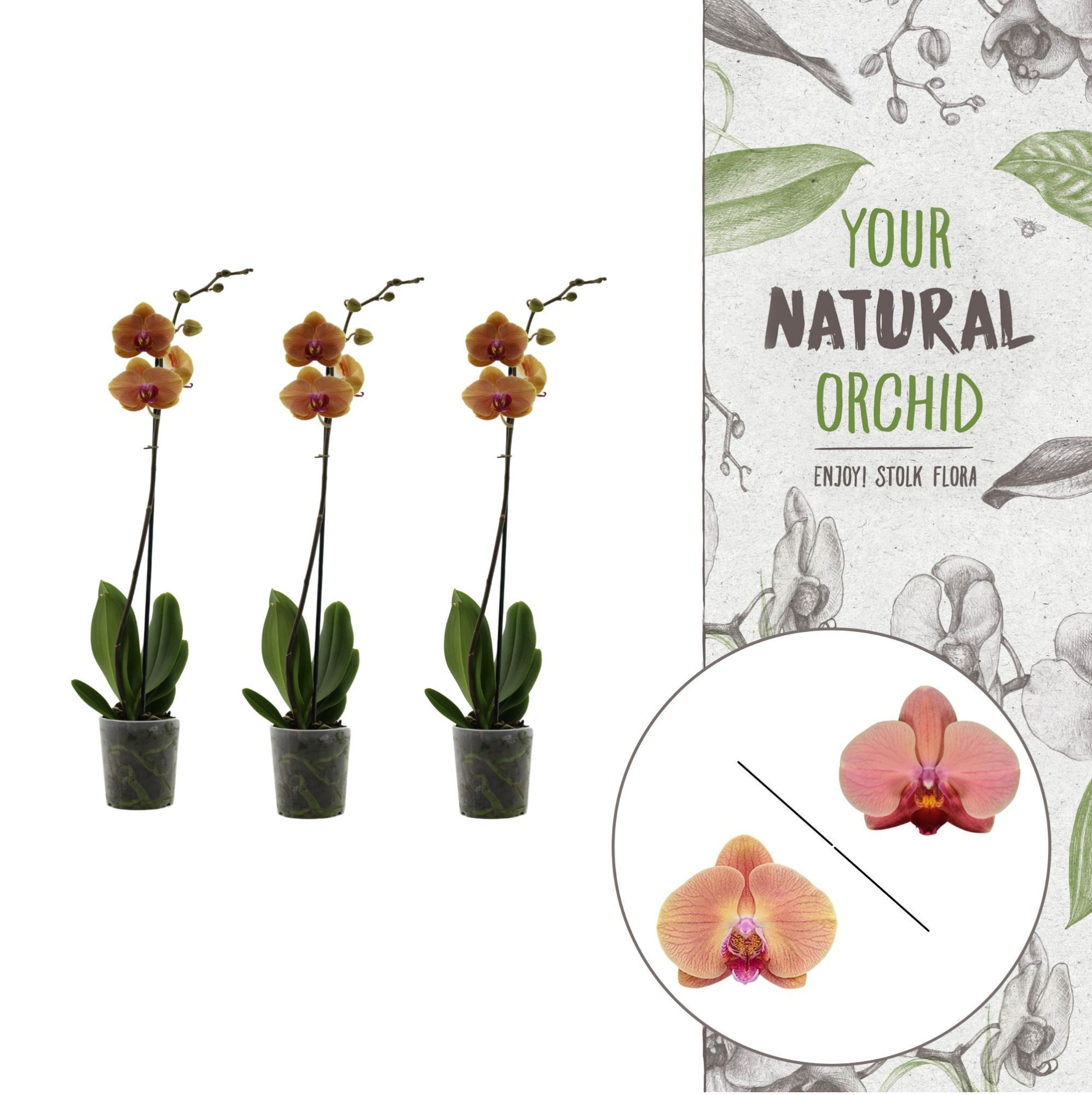 Your Natural Orchid | Orange | Phalaenopsis 1 spike, D 12 cm