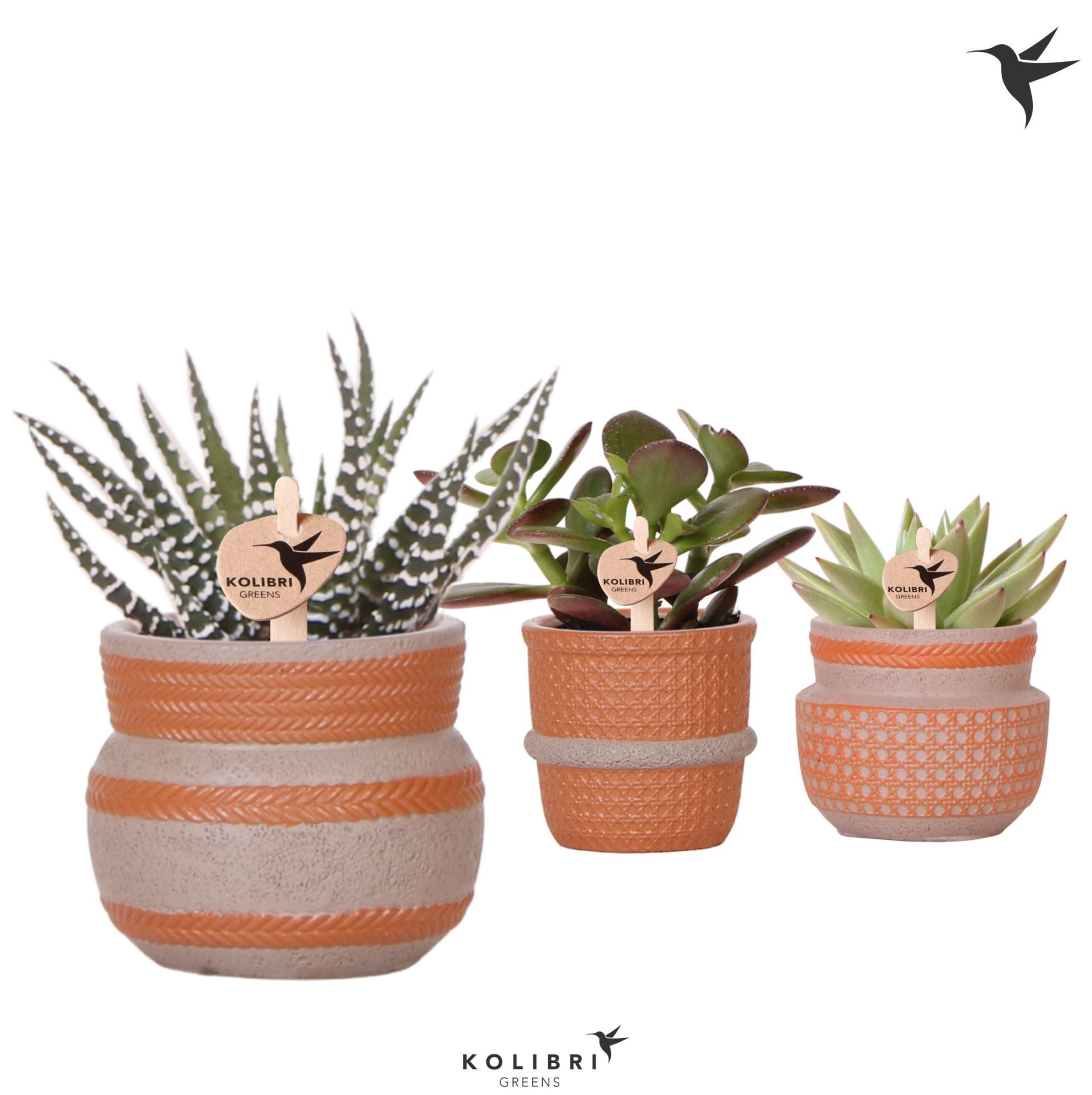 Kolibri Greens Succulenten mix in Ethnic pot terracotta mix, D 6 cm