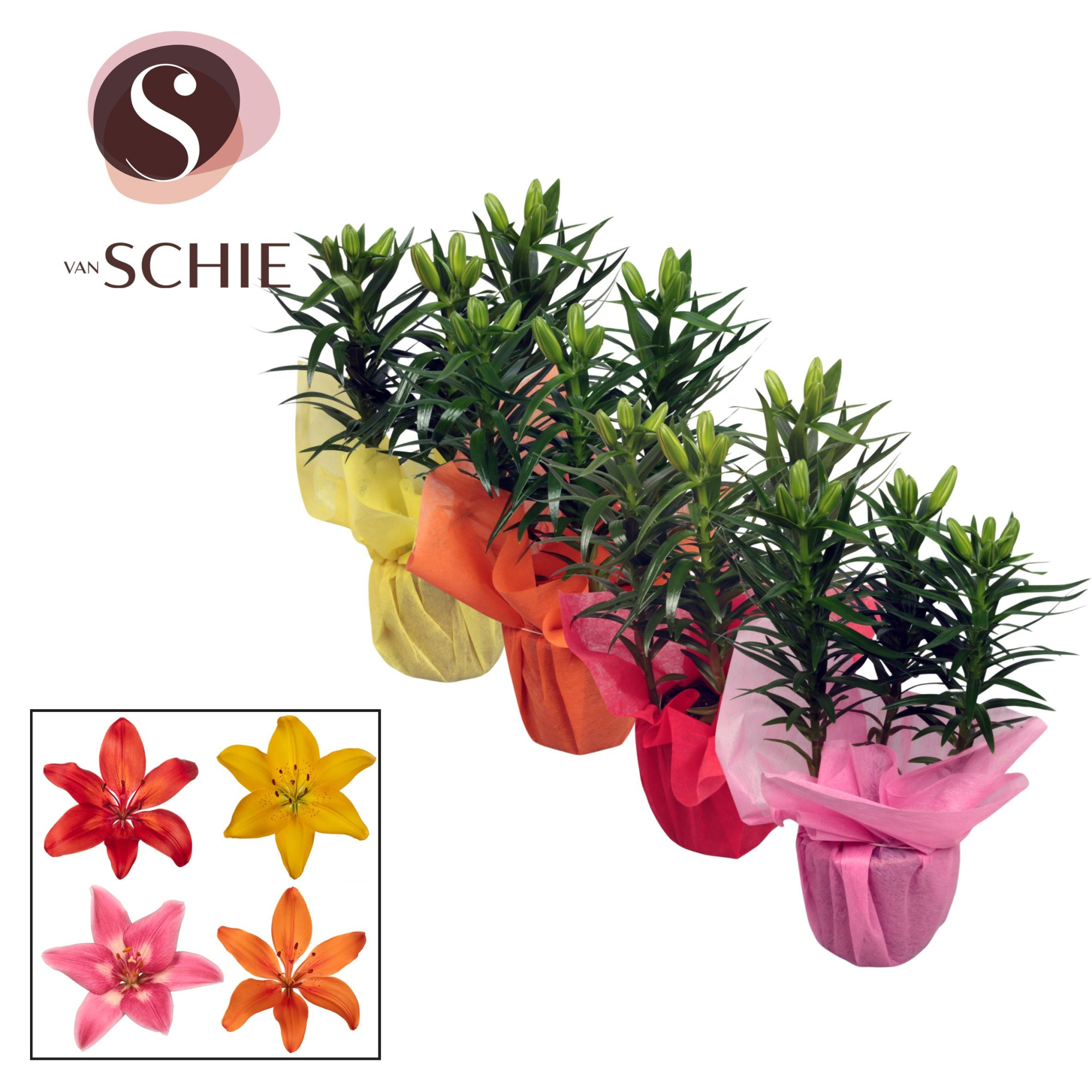 Aziaat Mix 13cm WRAP Non Woven, D 13 cm