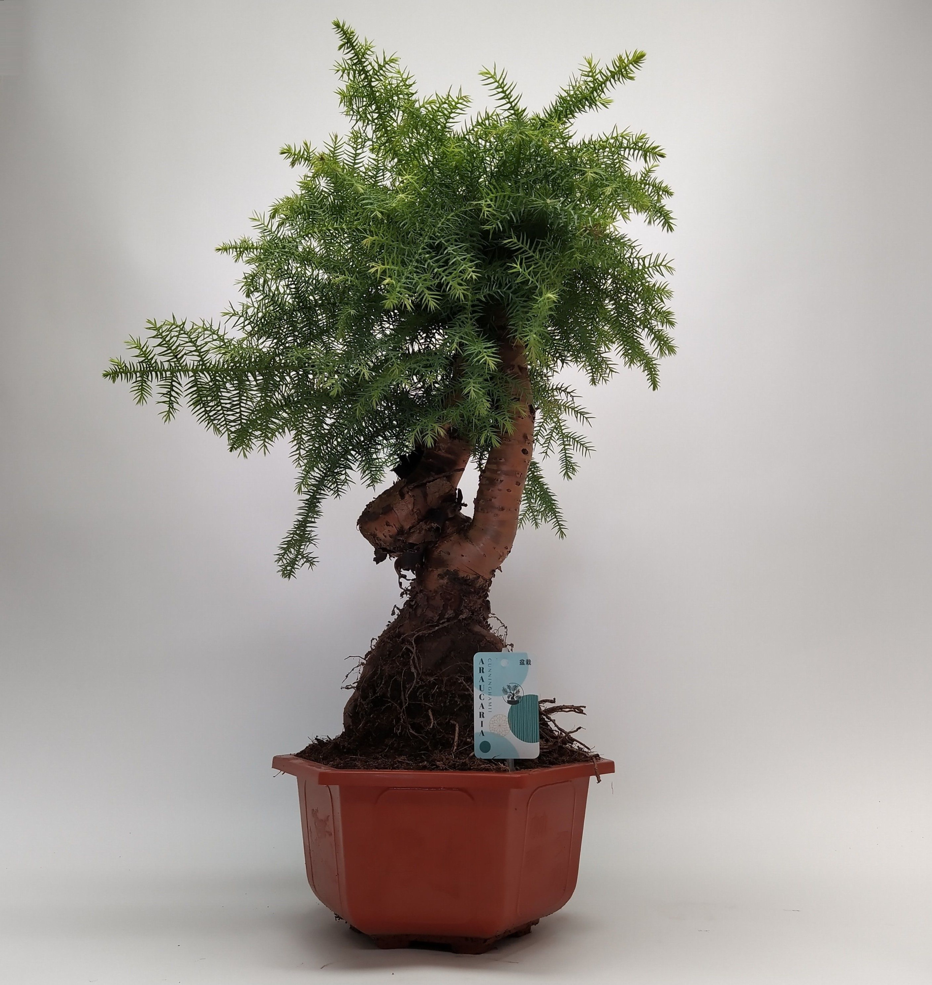 Araucaria Cunninghamii Bonsai in Hexagon pot 30 cm, D 30