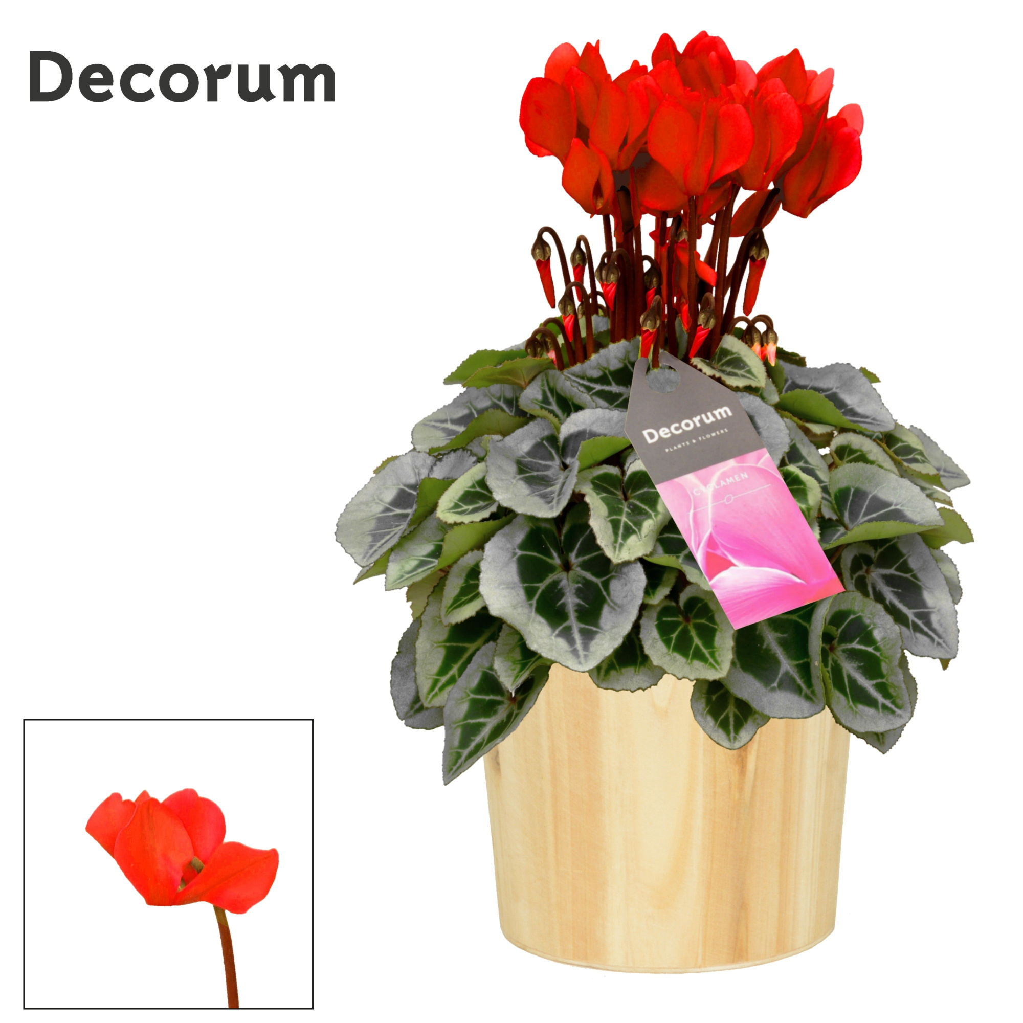 Cyclamen SS Picasso Rood Wood, D 14 cm