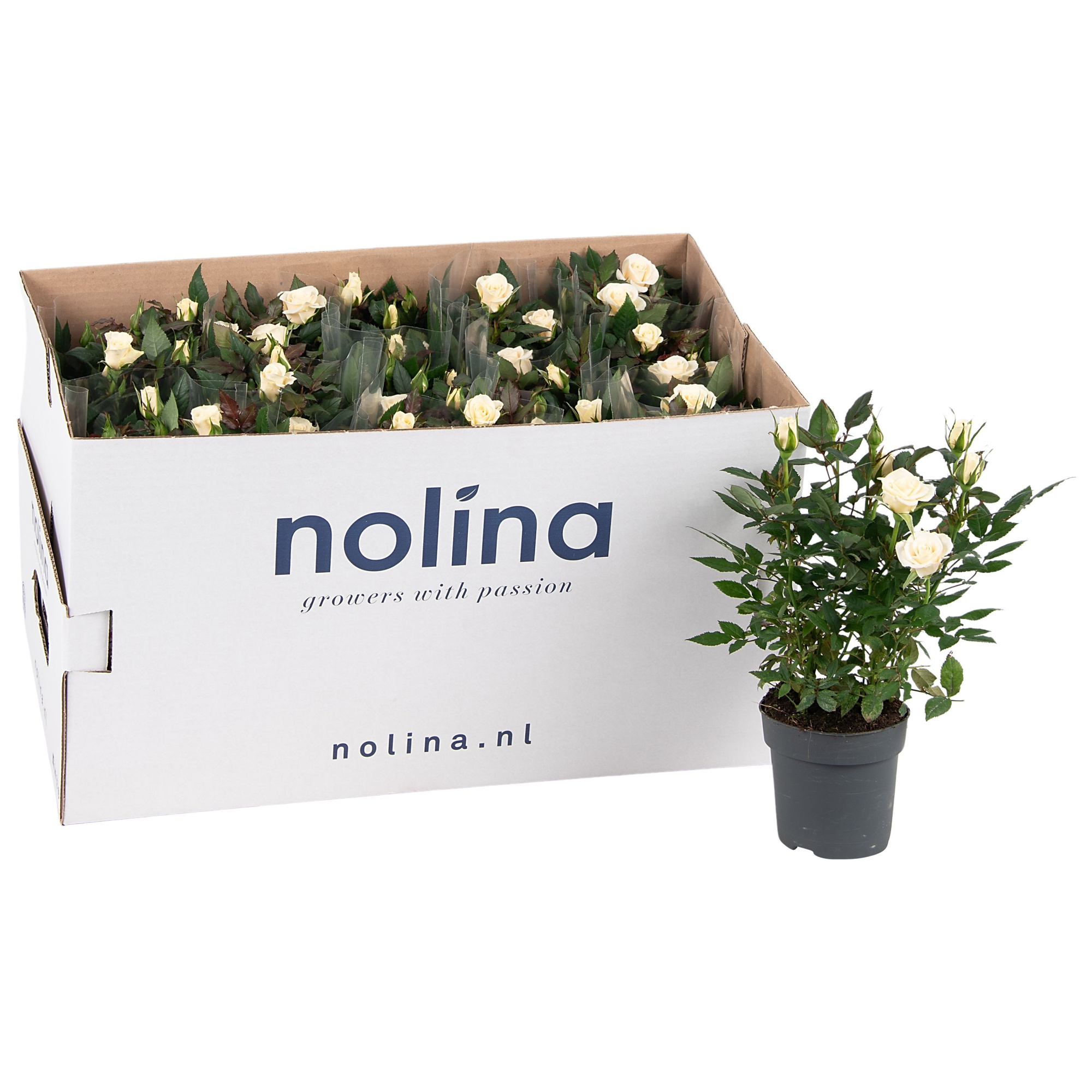 Nolina Roses Ø 10,5 cm White in box st. 1-2, D 10,5 cm
