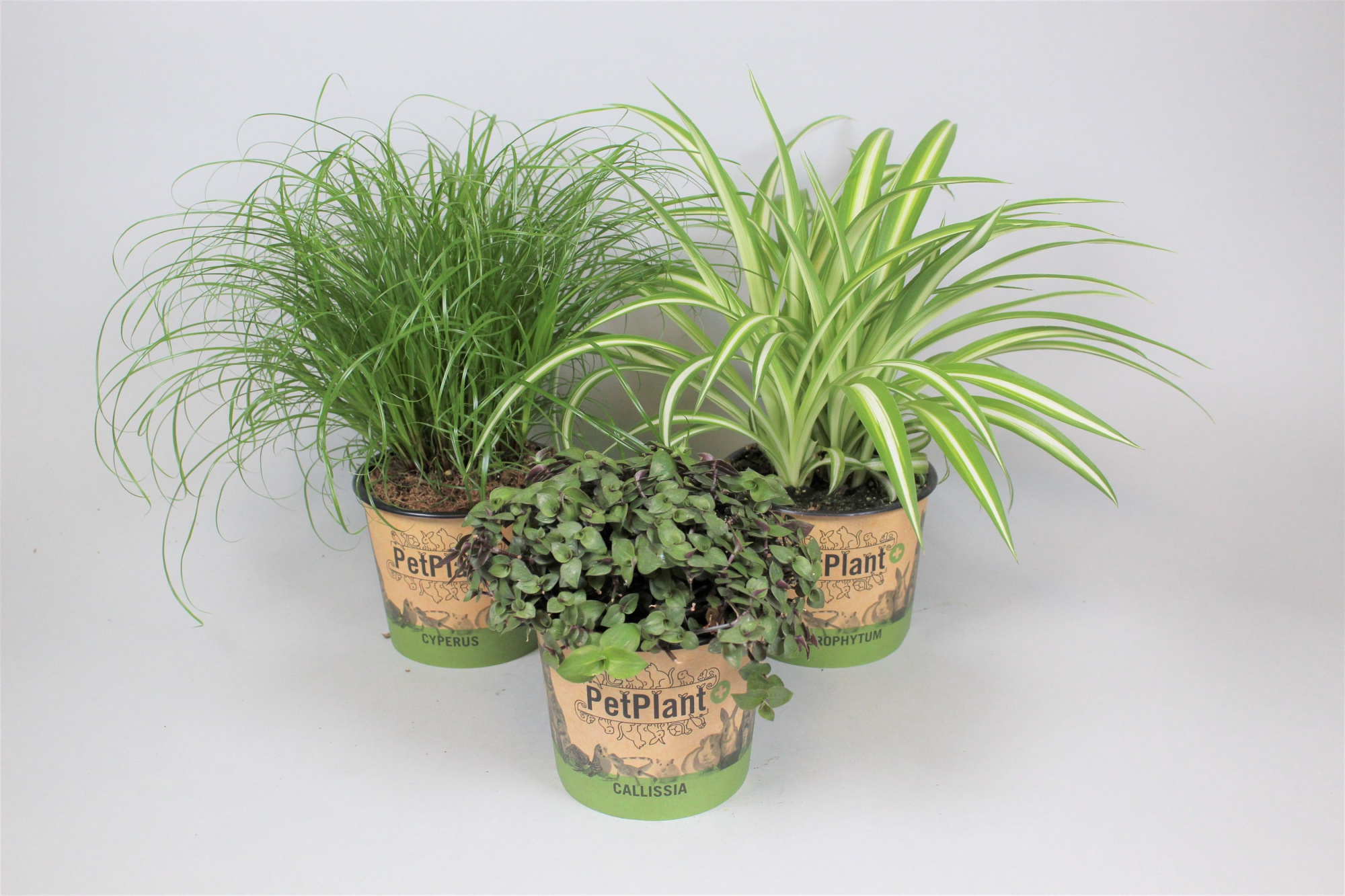 PetPlant mix 3 soorten potcover, D 12 cm
