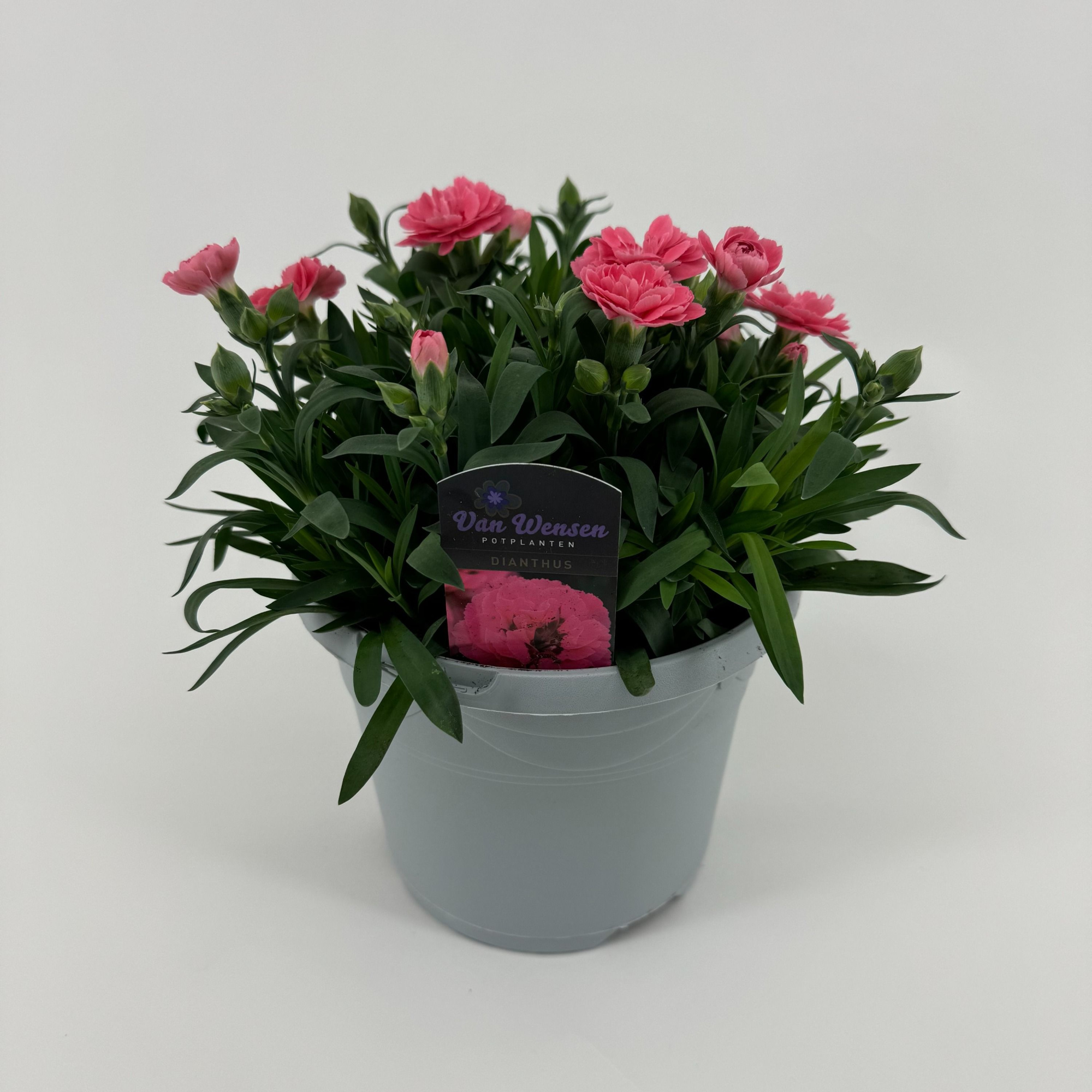 Dianthus 'Oscar' Pink, D 17 cm