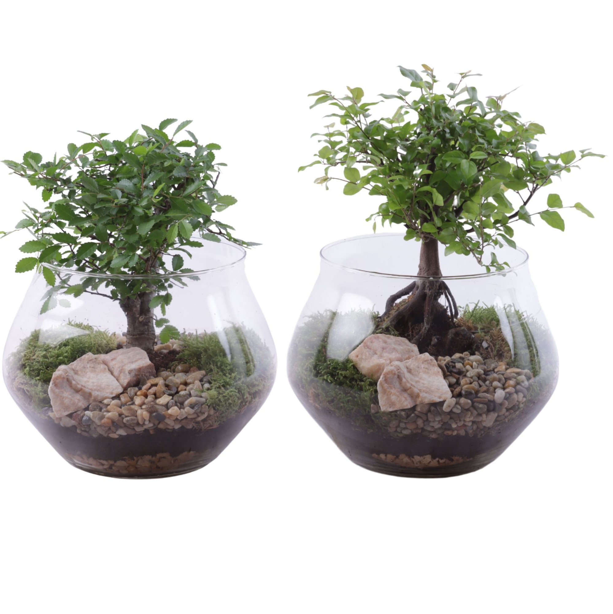 Bonsai Indoor Mix Ø12cm Ball Shape in Glass UFO Vase Ø20cm, D 20 cm