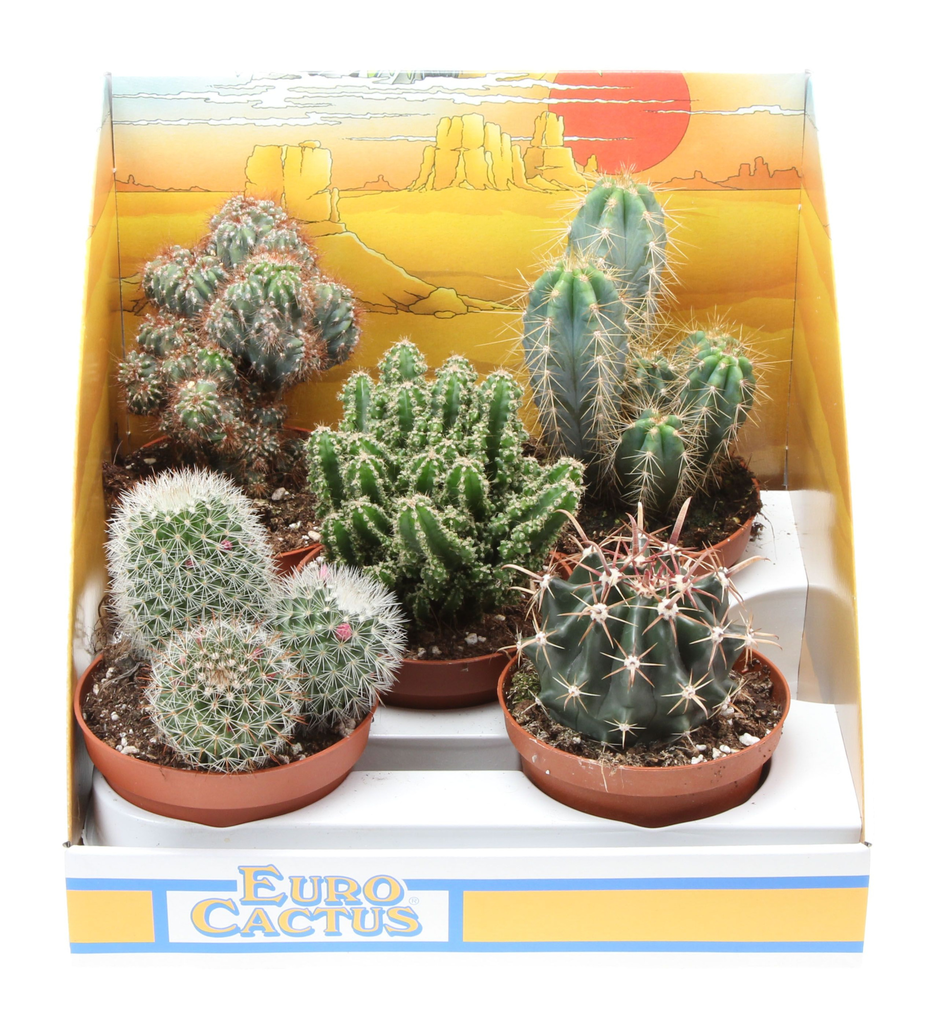 Cactus mix in showdoos, D 10,5 cm