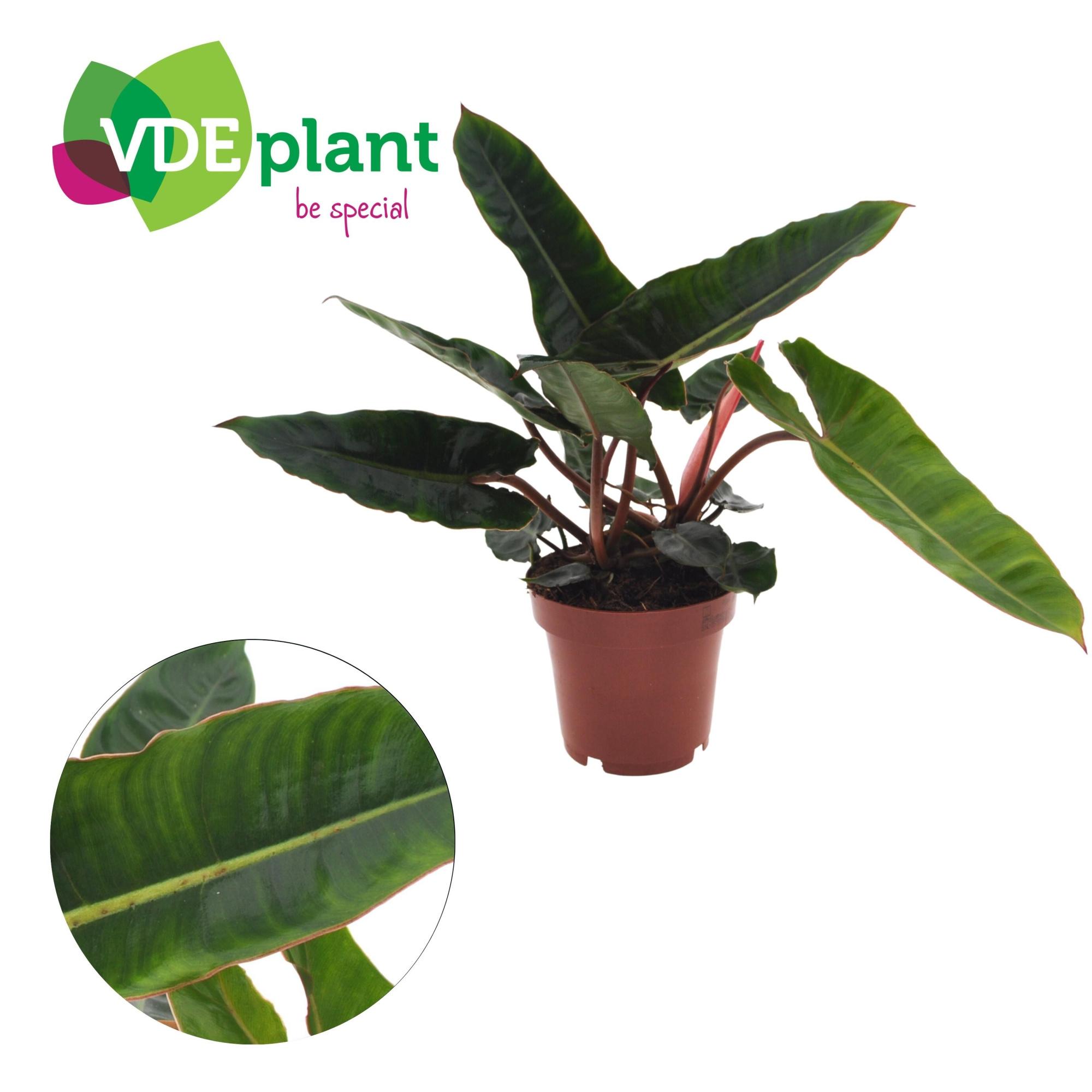 Philodendron Billietiae (1pp) 12cm, D 12 cm