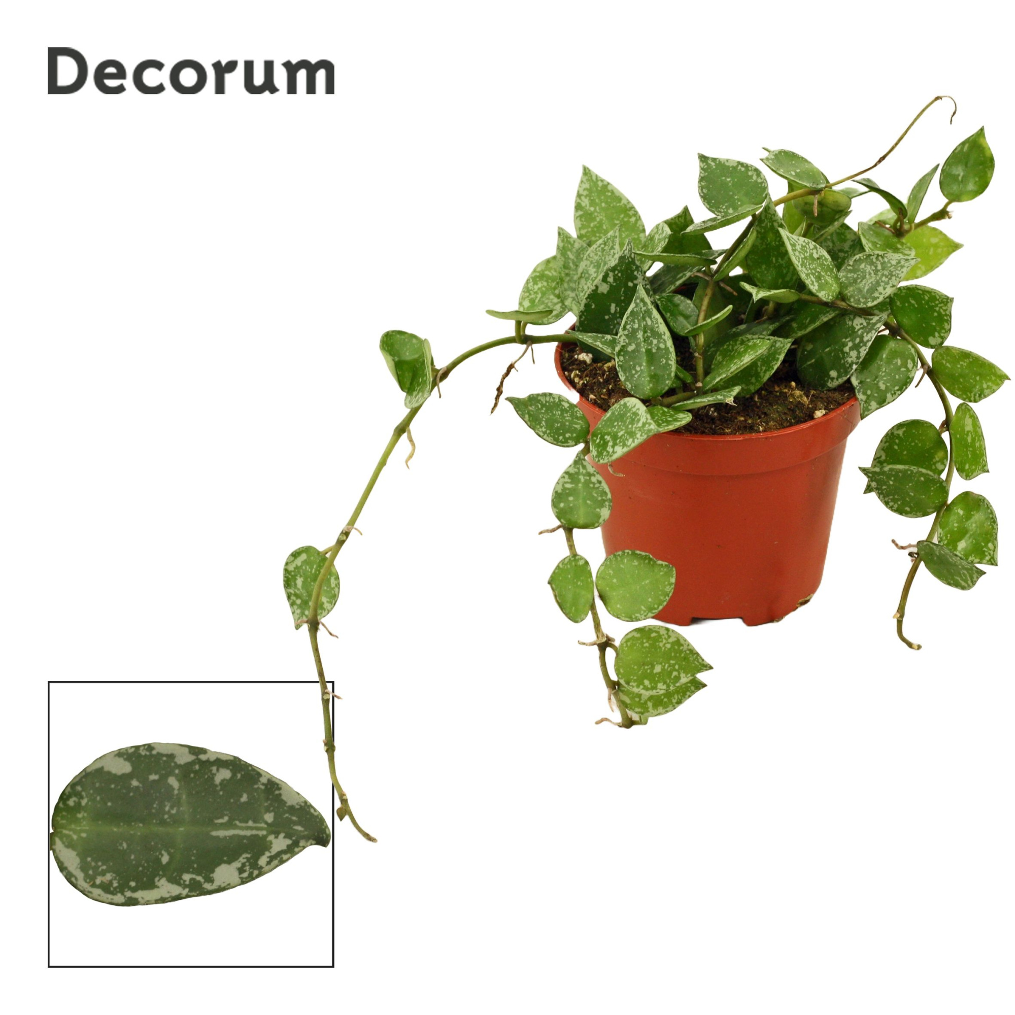 Hoya krohniana 9 cm Splash (Decorum), D 9 cm