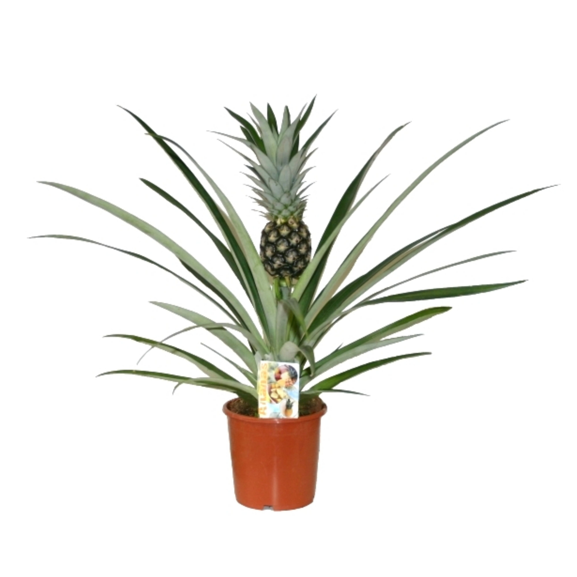 Ananas Champaca, D 14 cm