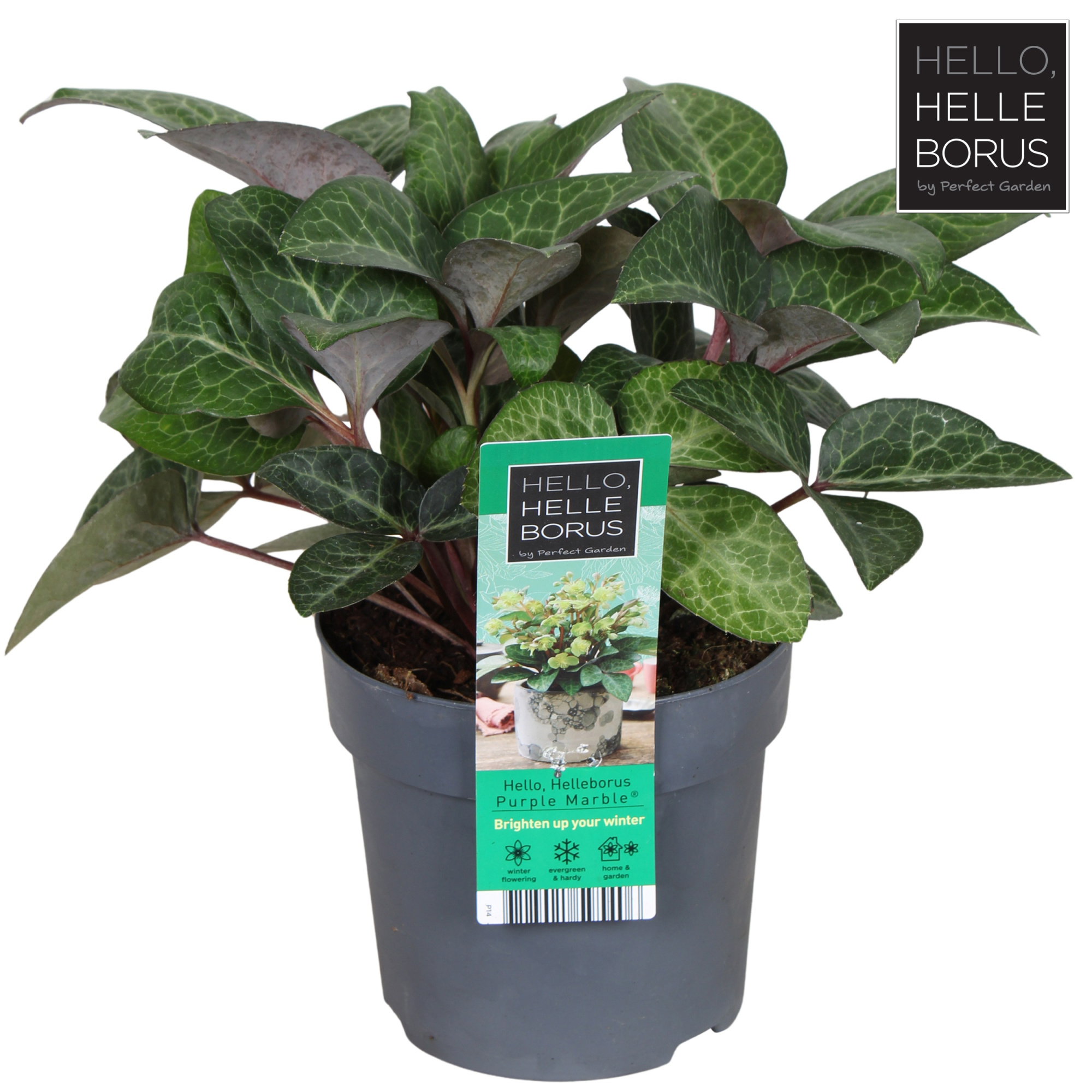 Helleborus lividus 'Purple Marble' P14, D 14 cm