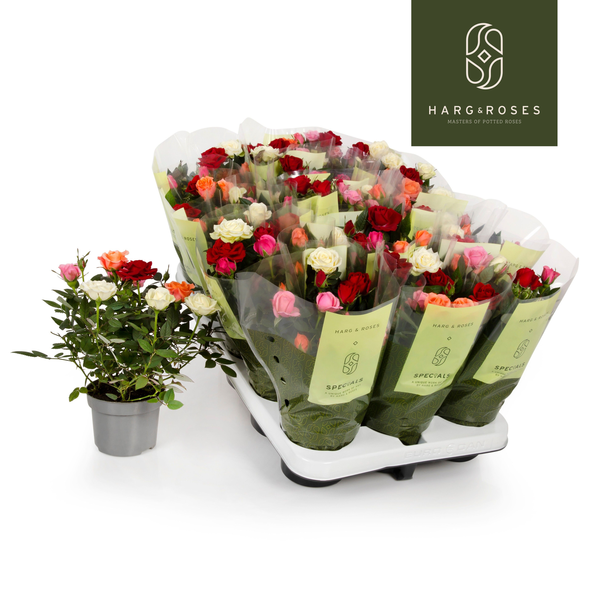 QuattRose Kordana, D 10,5 cm