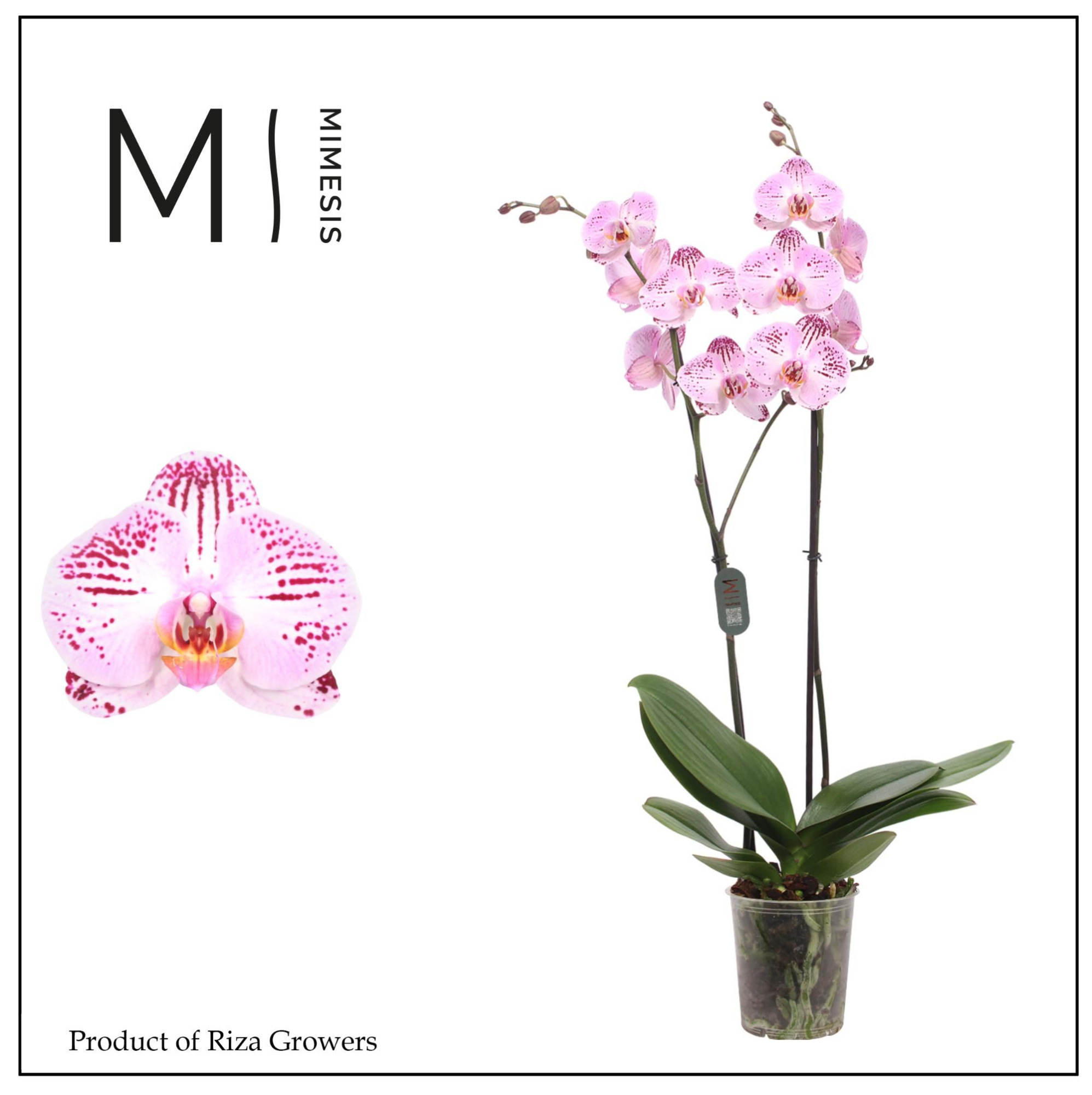 Phalaenopsis Cassie 2 spike - 12cm | Mimesis, D 12 cm