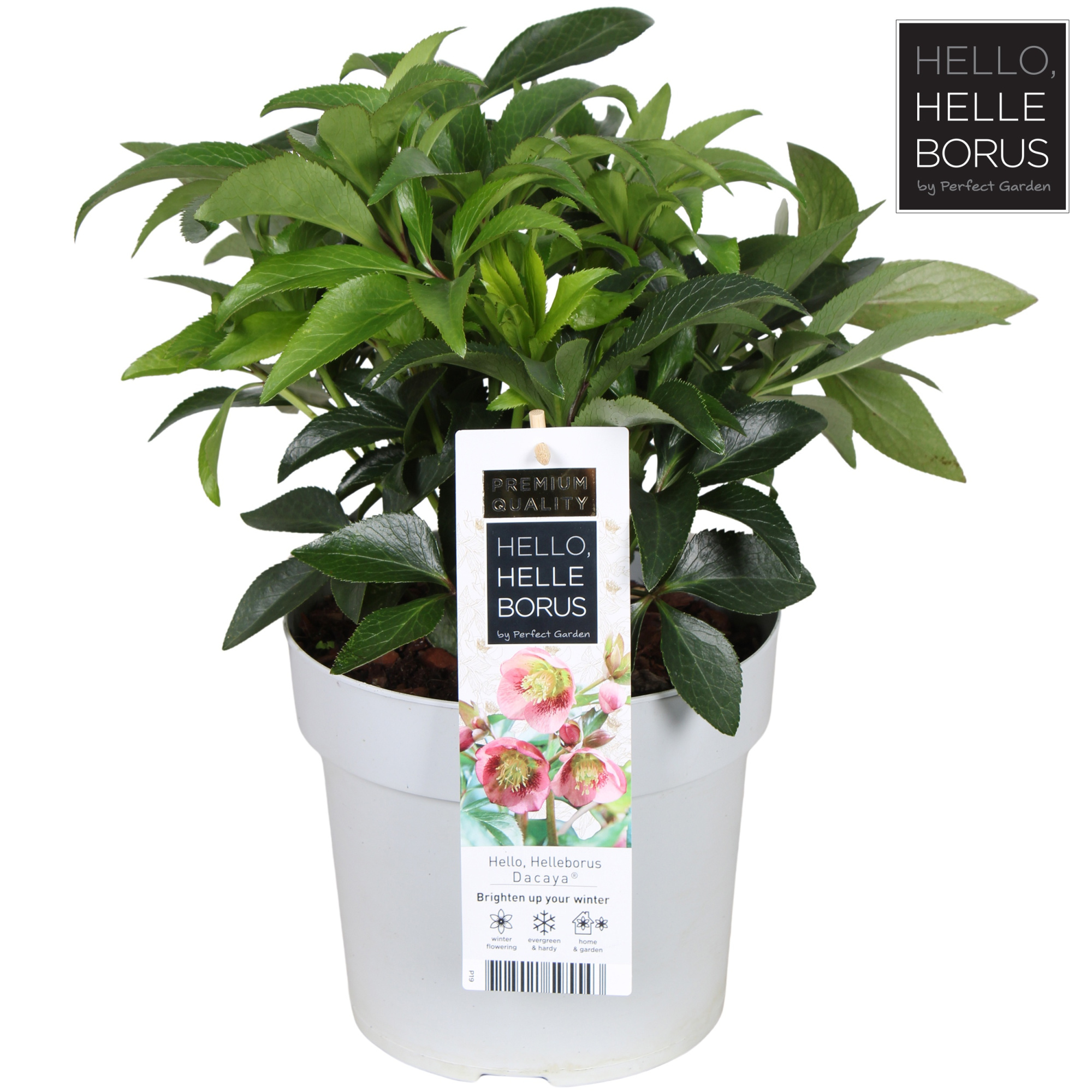 Helleborus 'Dacaya' P19, D 19 cm